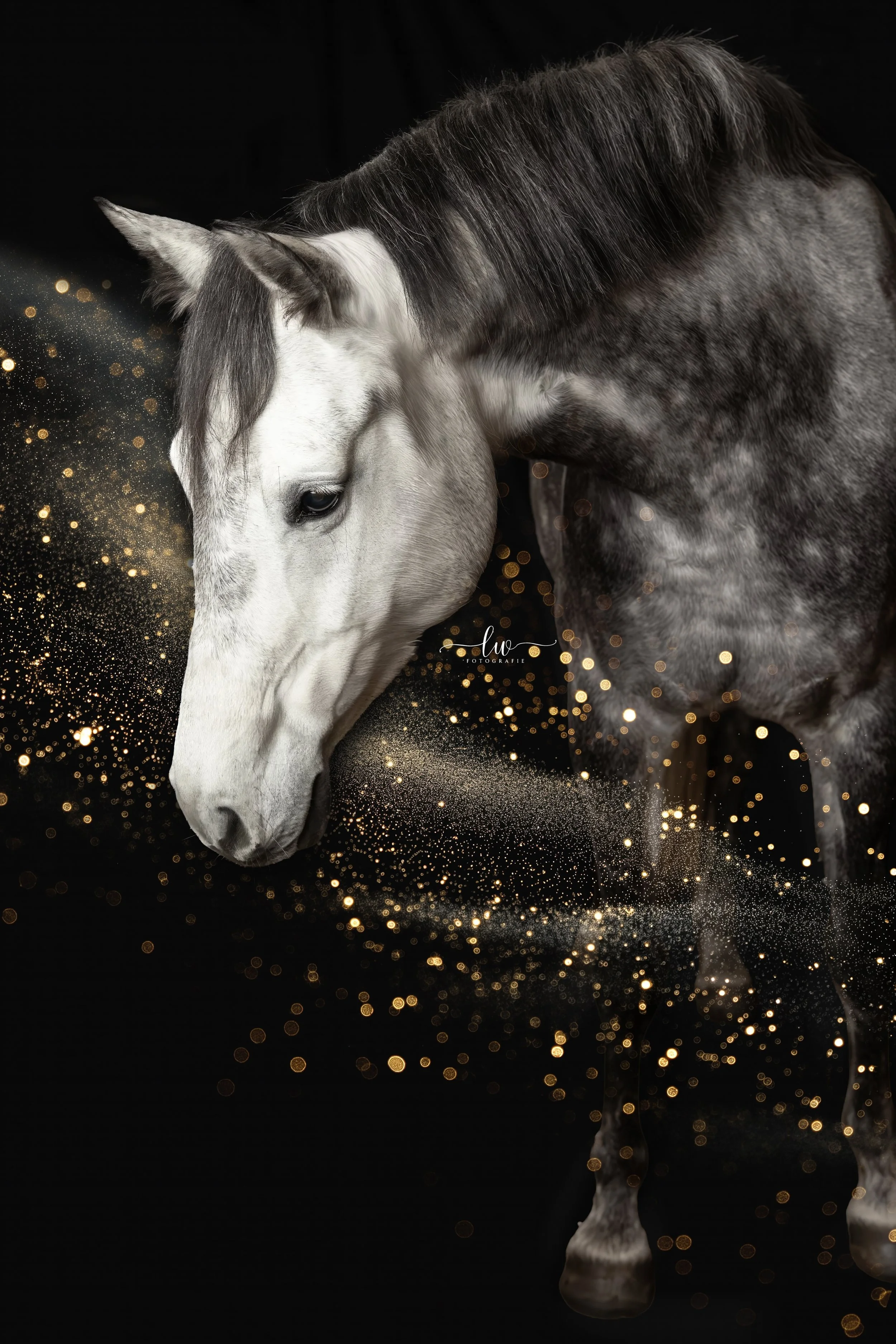 Ein graues Pferd mit dunklem Mantel vor schwarzem Hintergrund, umgeben von goldenen Glitzerpartikeln.