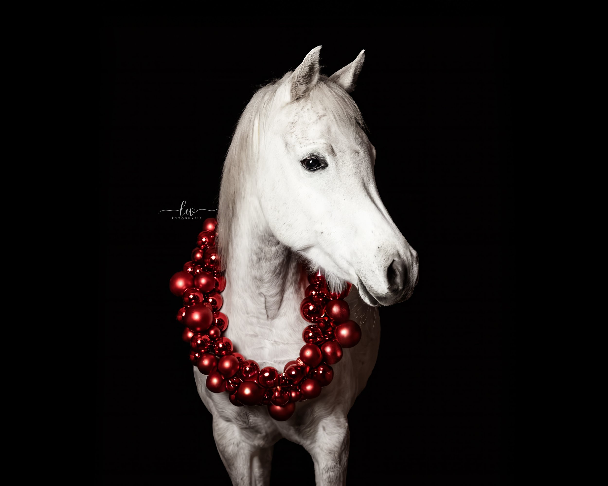 Weißes Pferd mit roten Weihnachtskugeln um den Hals vor schwarzem Hintergrund.