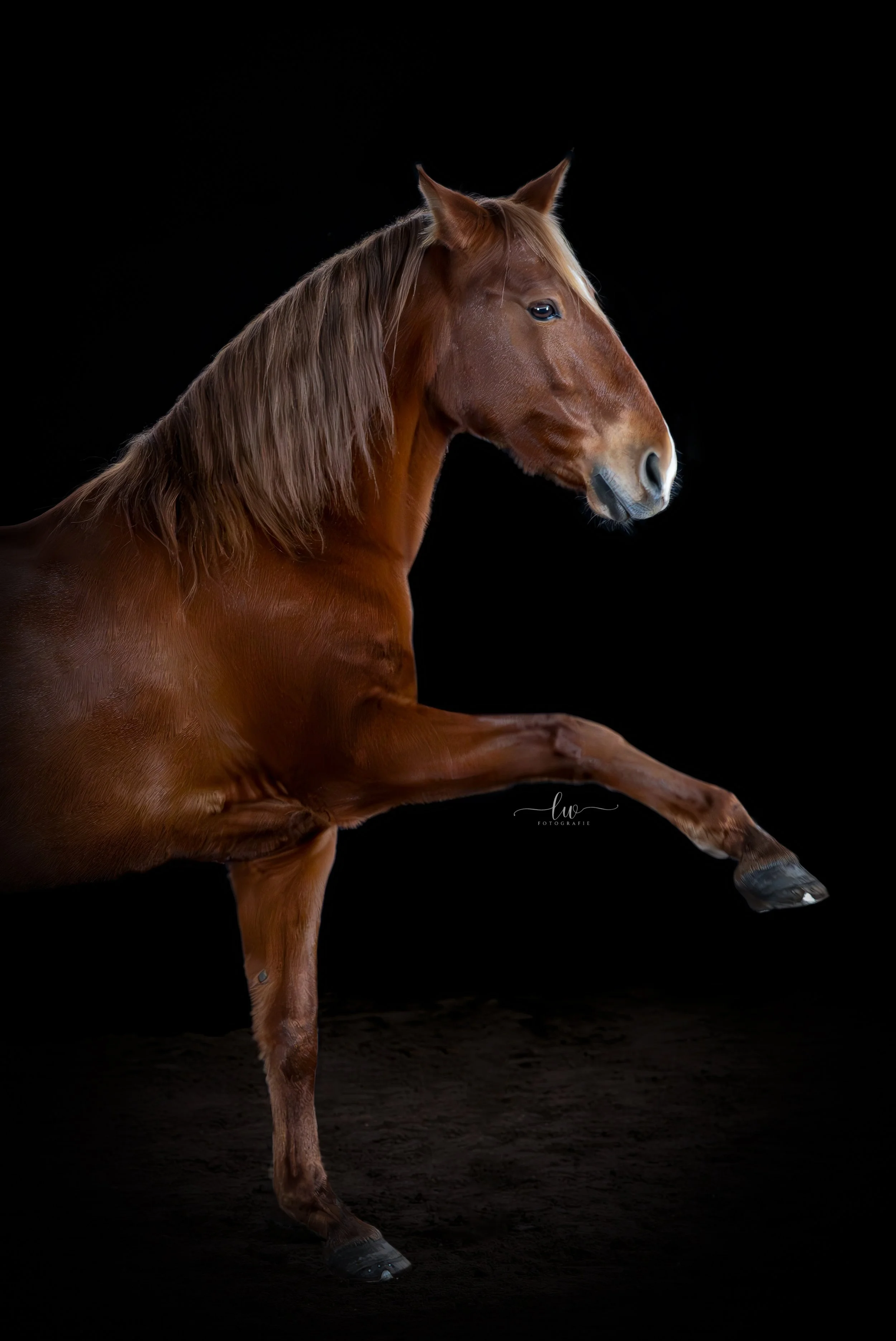 Brauner Pferd, das auf dunklem Hintergrund steht, mit einem eleganten und ruhigen Ausdruck.