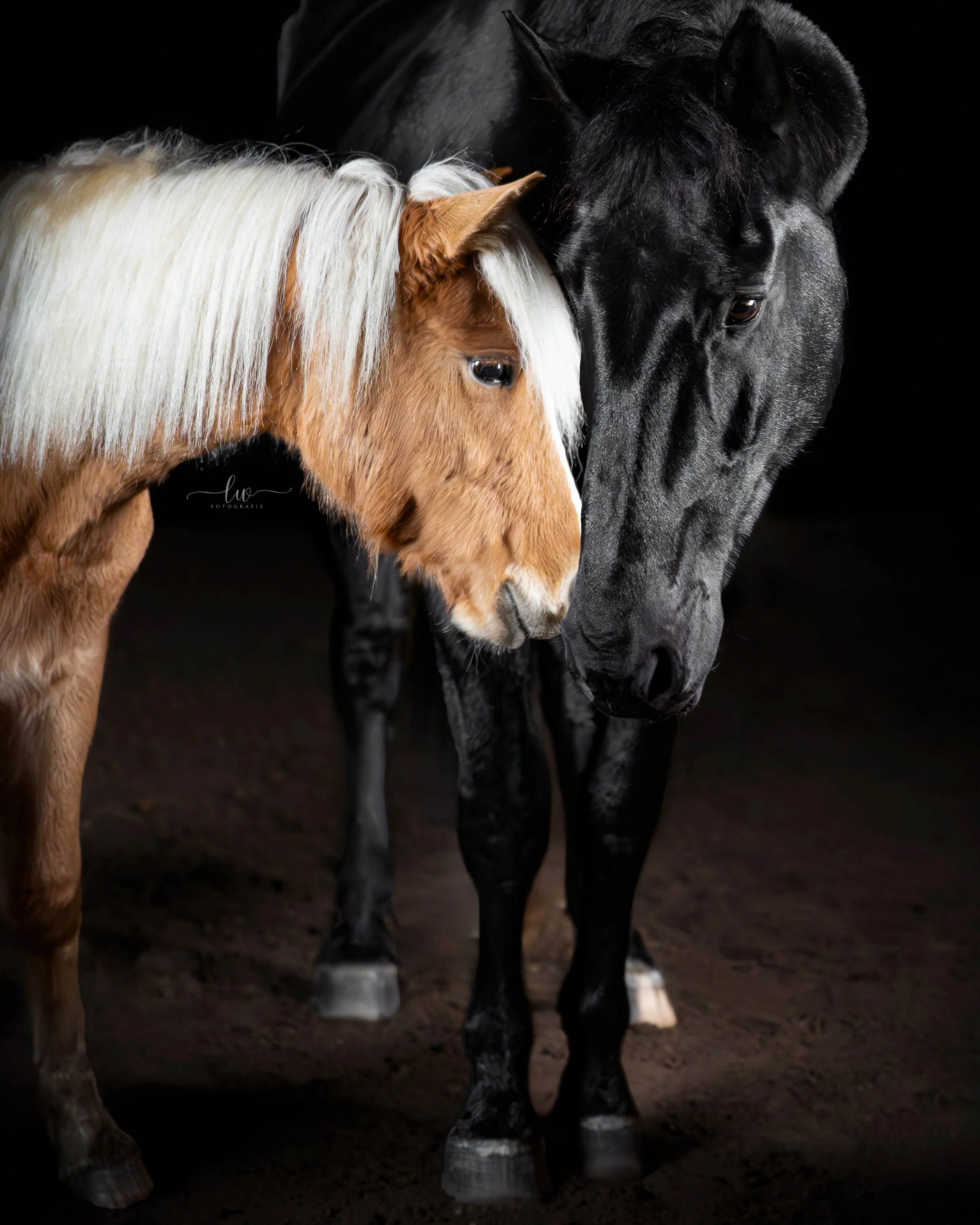Zwei Pferde, ein braunes mit weißem mane und ein schwarzes, die ihre Köpfe aneinander legen, vor dunklem Hintergrund.