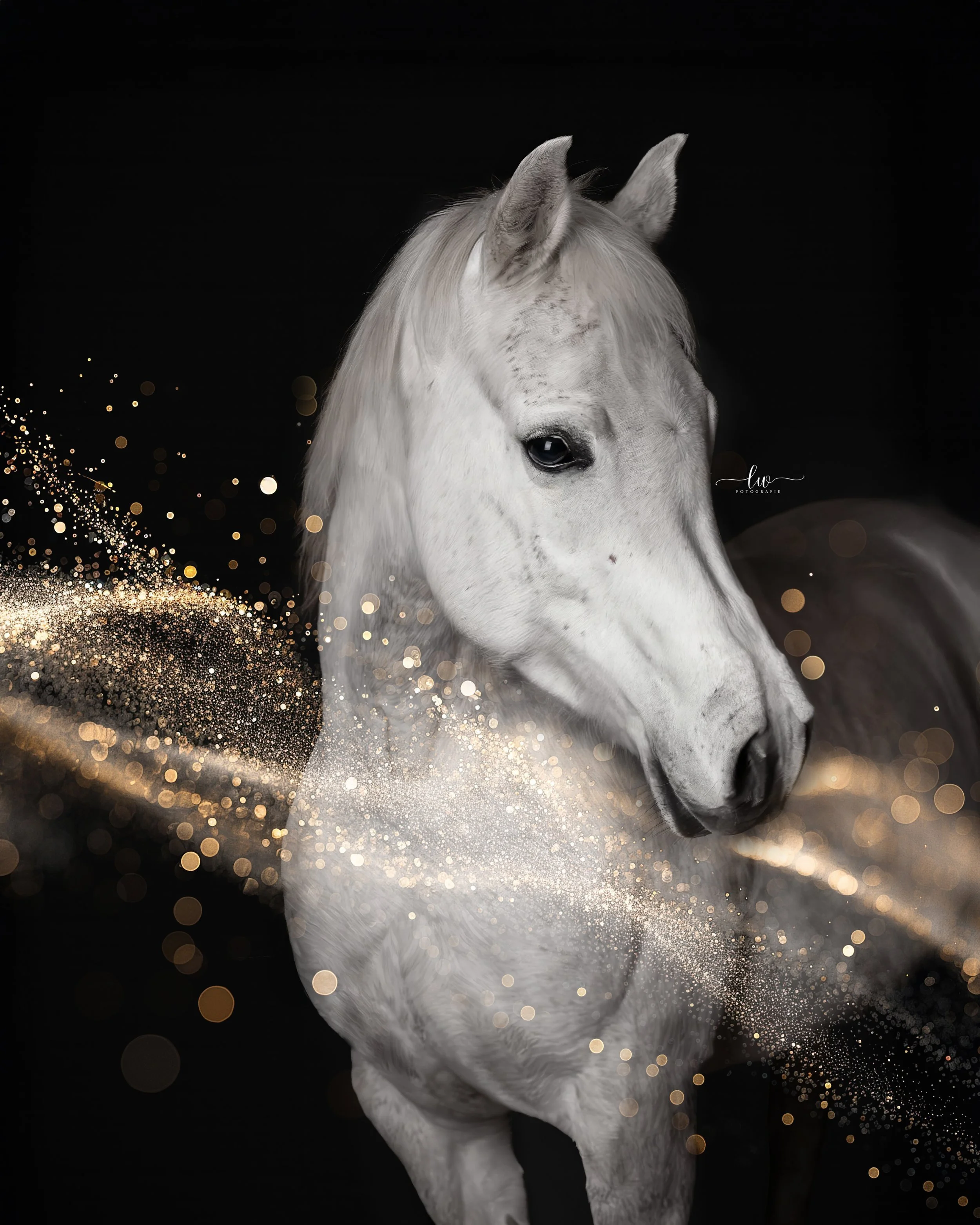 Ein weißes Pferd vor schwarzem Hintergrund mit goldenen und weißen funkelnden Lichteffekten im unteren Bereich.