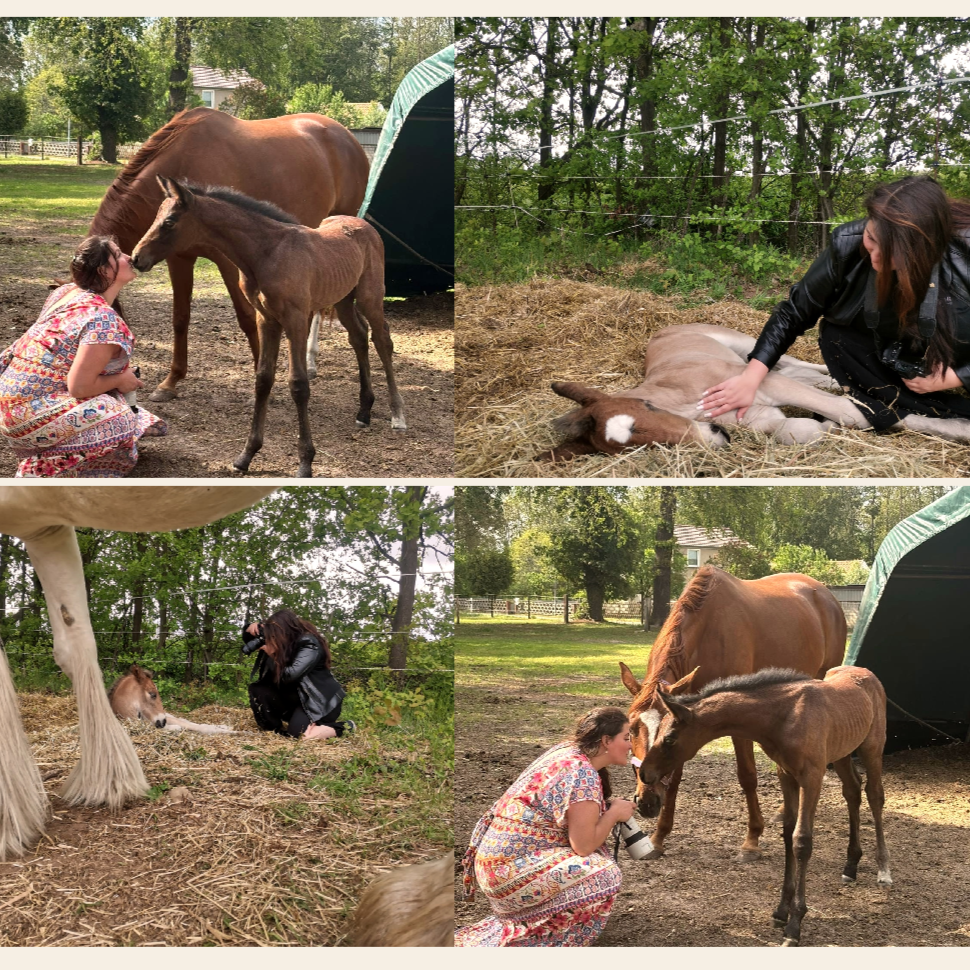Menschen interagieren mit Fohlen und Pferden auf einem Pferdehof, einige sitzen oder knien auf dem Boden während sie die Tiere streicheln, andere fotografieren die Szene.