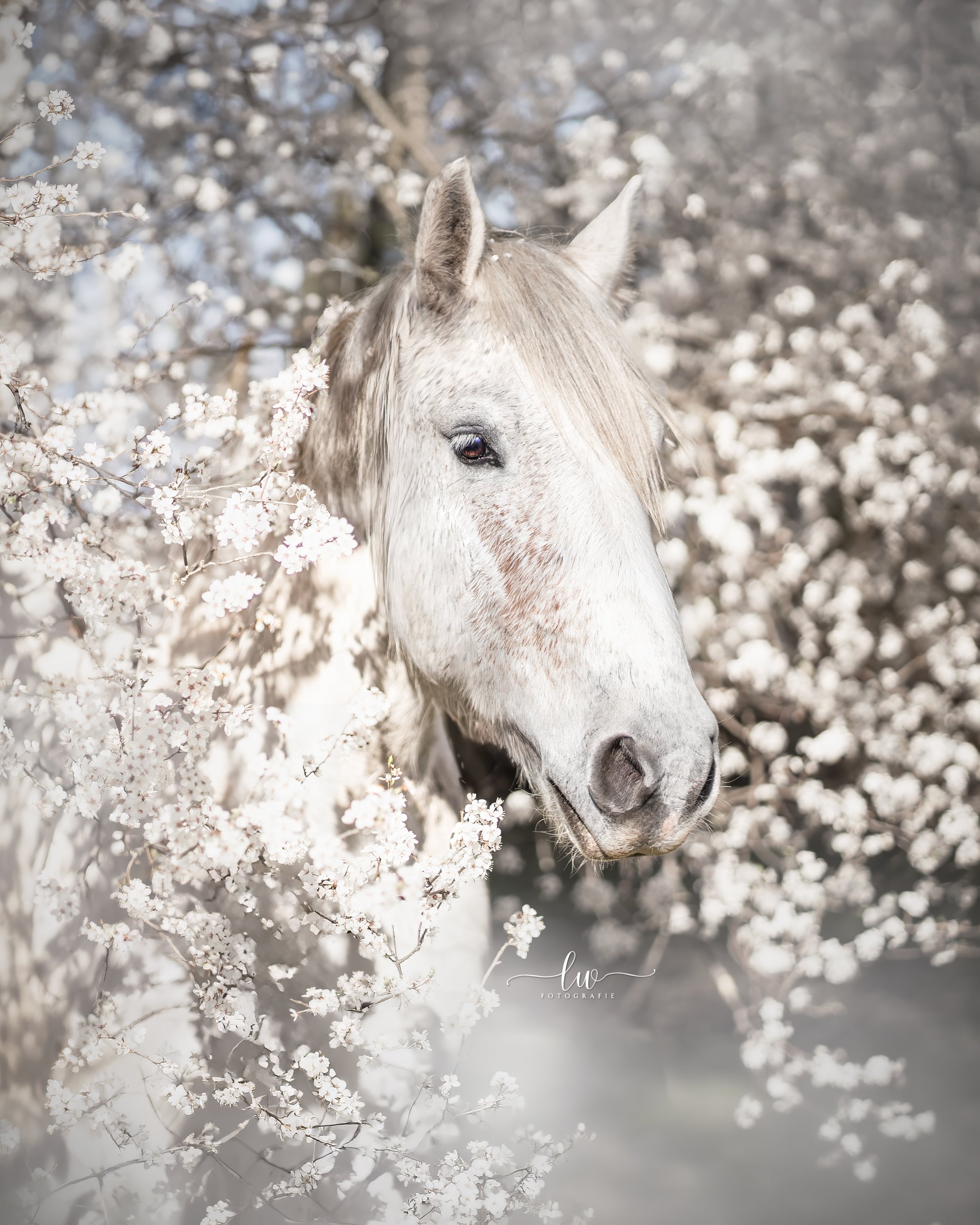 Weißes Pferd inmitten blühender Kirschbäume im Frühling, zartes Licht, sanftes Umfeld.
