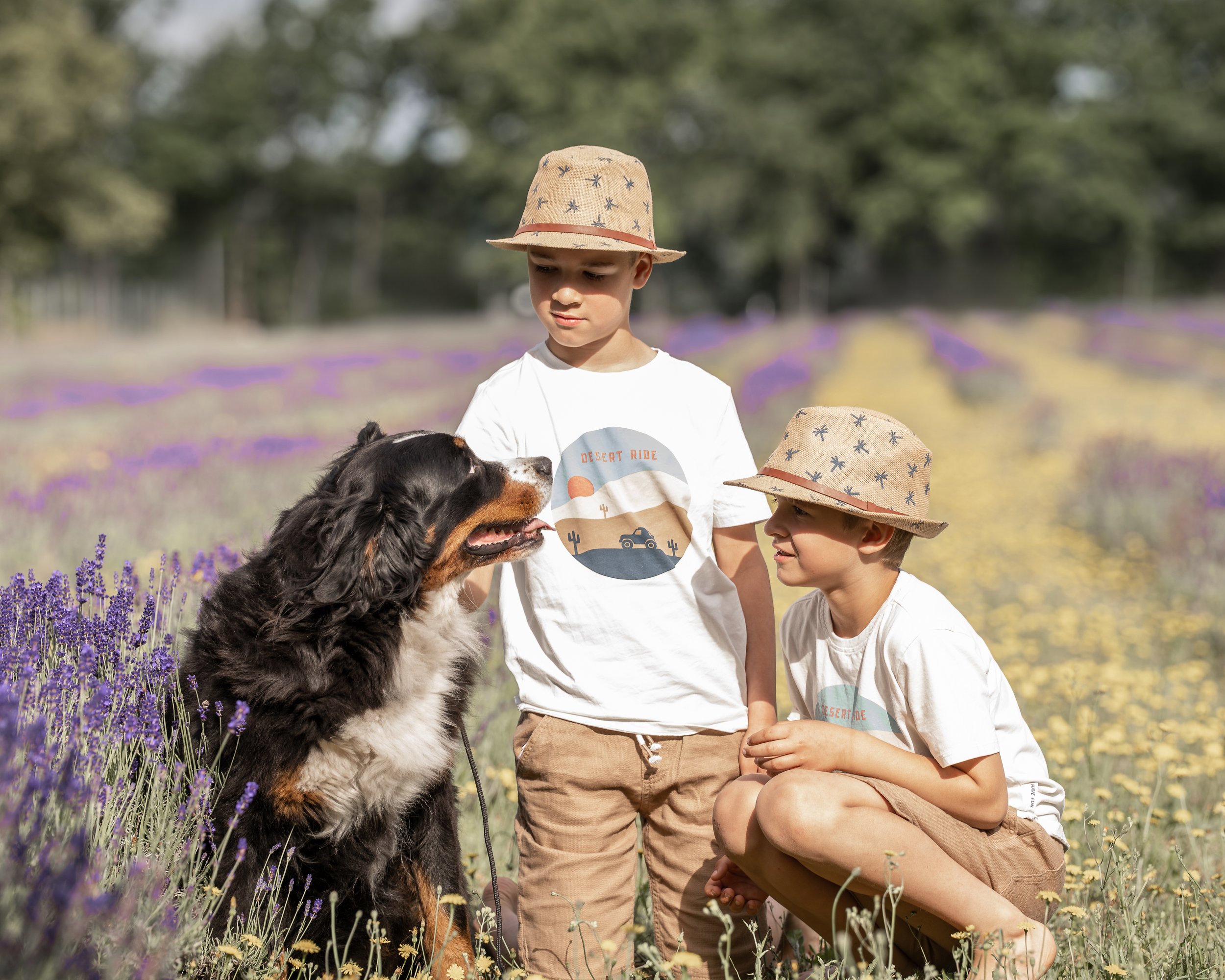 Zwei Jungen und ein Hund in einem Lavendelfeld. Die Jungen tragen Strohhüte und weiße T-Shirts, eines mit einem Desert Ride Design. Sie schauen auf den Hund, der ein Bernhardiner ist. Im Hintergrund sind Bäume und Lavendelfelder zu sehen.