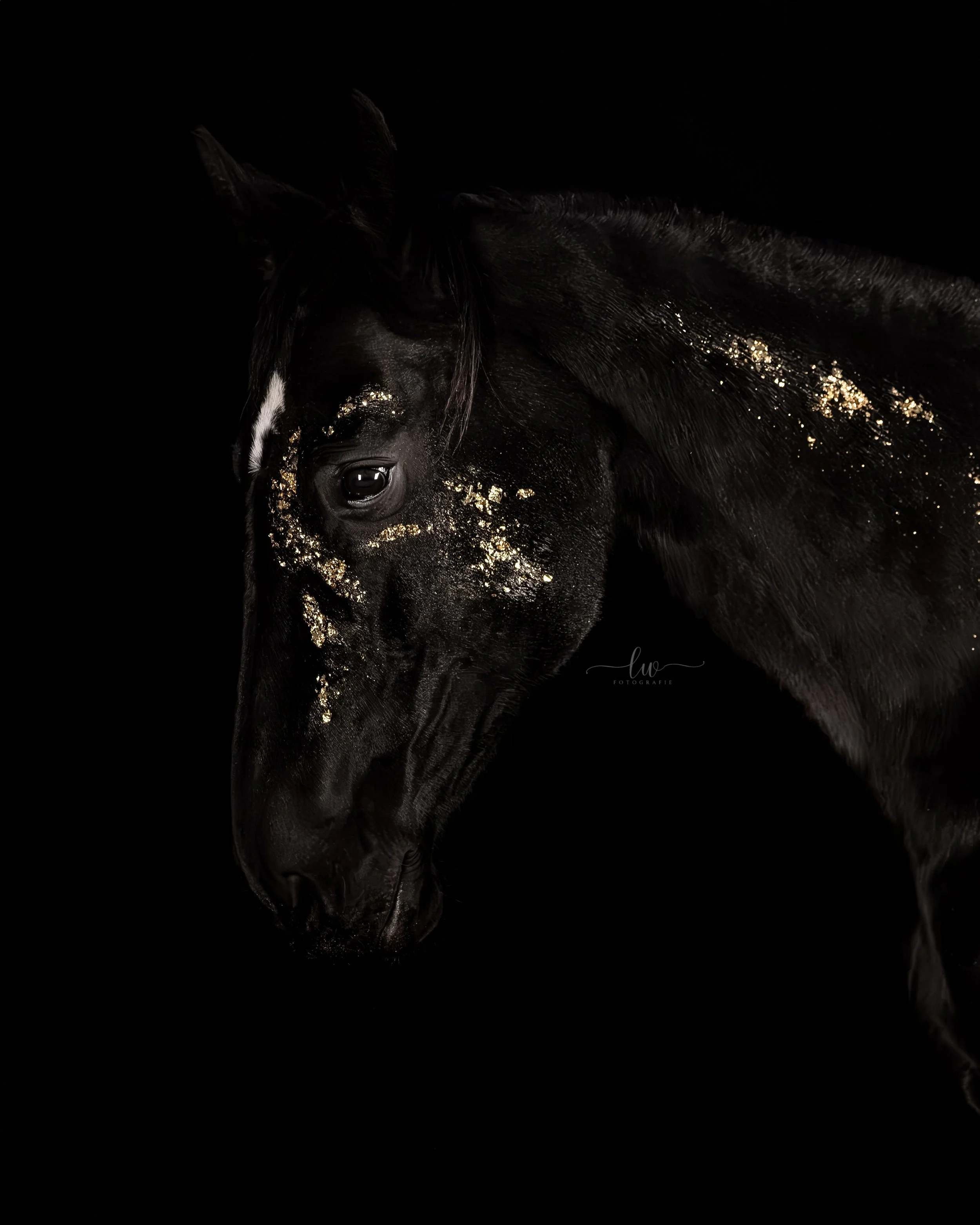 Ein schwarzes Pferd mit goldenen Glitzerflecken auf seinem Gesicht und Hals vor dunklem Hintergrund.