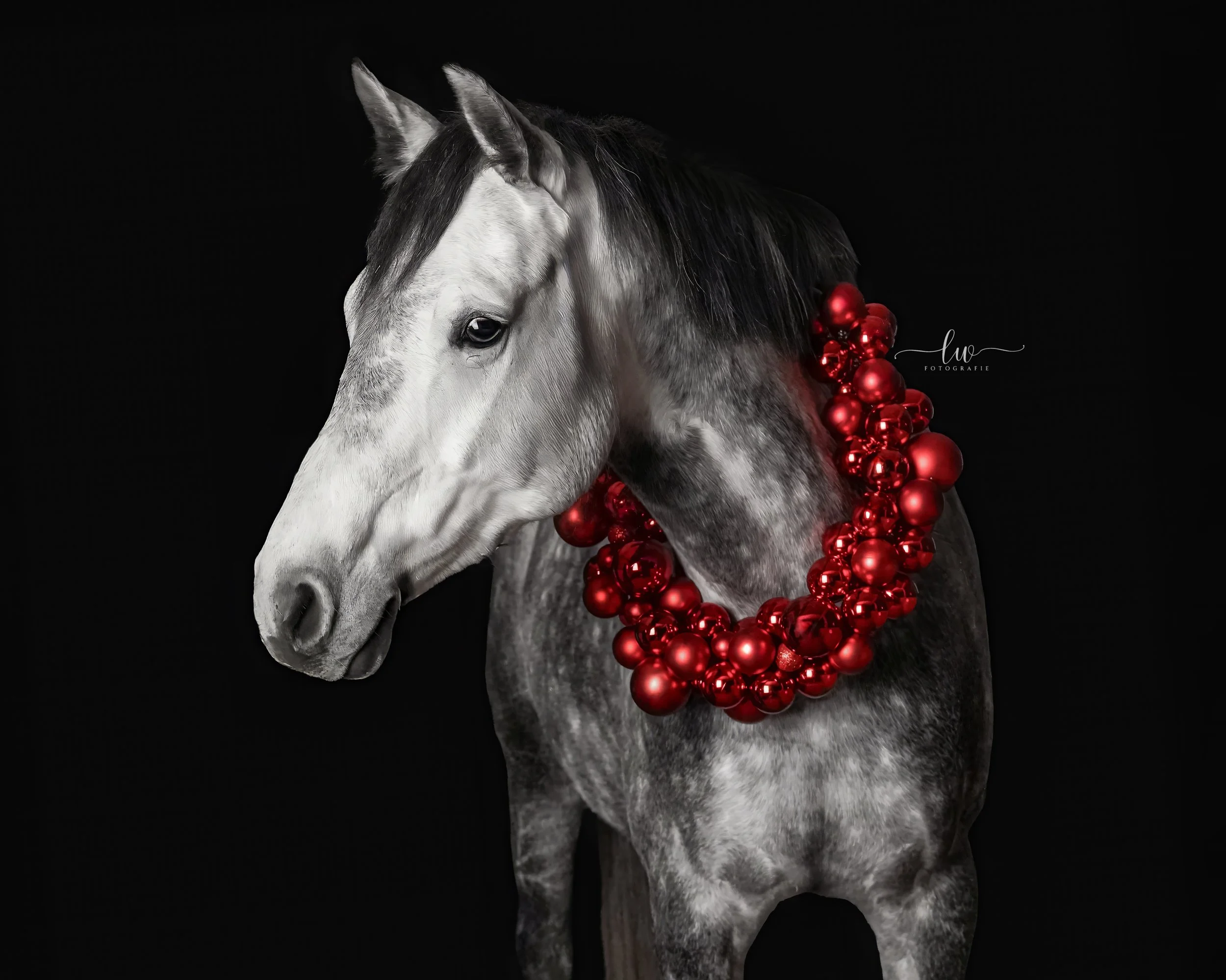 Ein grau-weißes Pferd mit schwarzer Mähne trägt eine mehrreihige Halskette aus roten Weihnachtskugeln vor einem schwarzen Hintergrund.