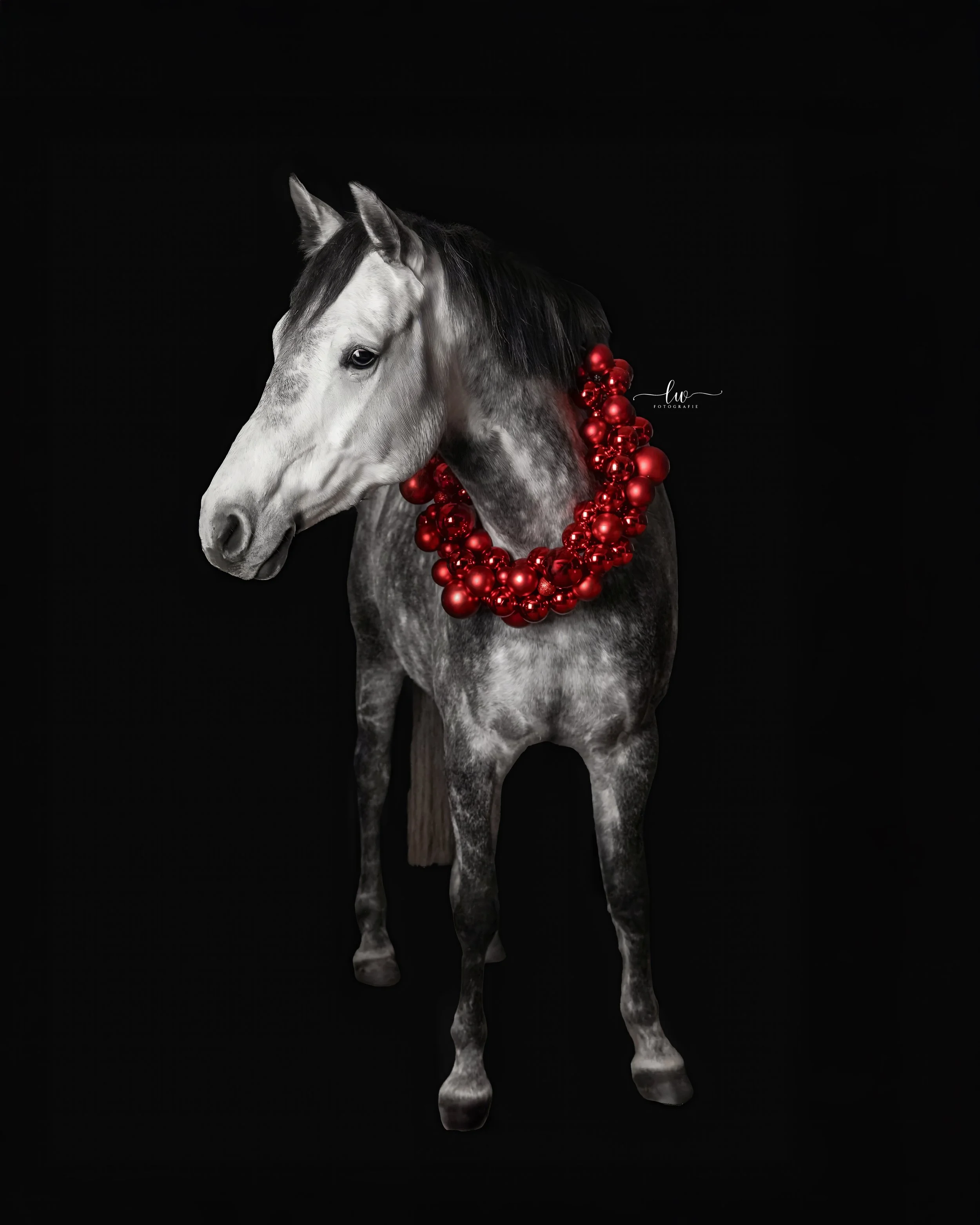 Ein graues Pferd mit schwarzen Details am Kopf, das einen rot-schimmernden Weihnachtskranz trägt, vor schwarzem Hintergrund.