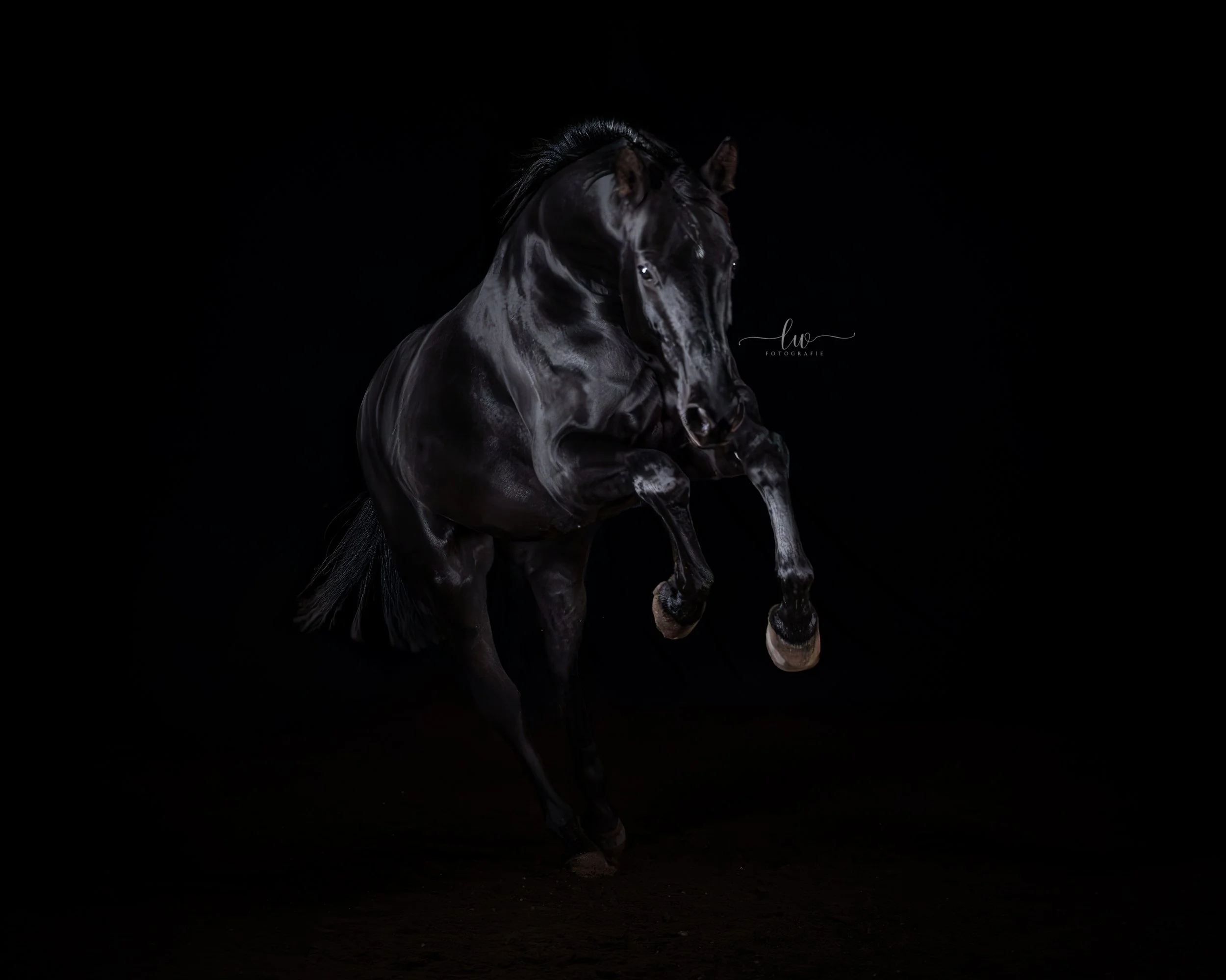 Ein schwarzes Pferd mit glänzendem Fell und Mähne in einer dunklen Umgebung.