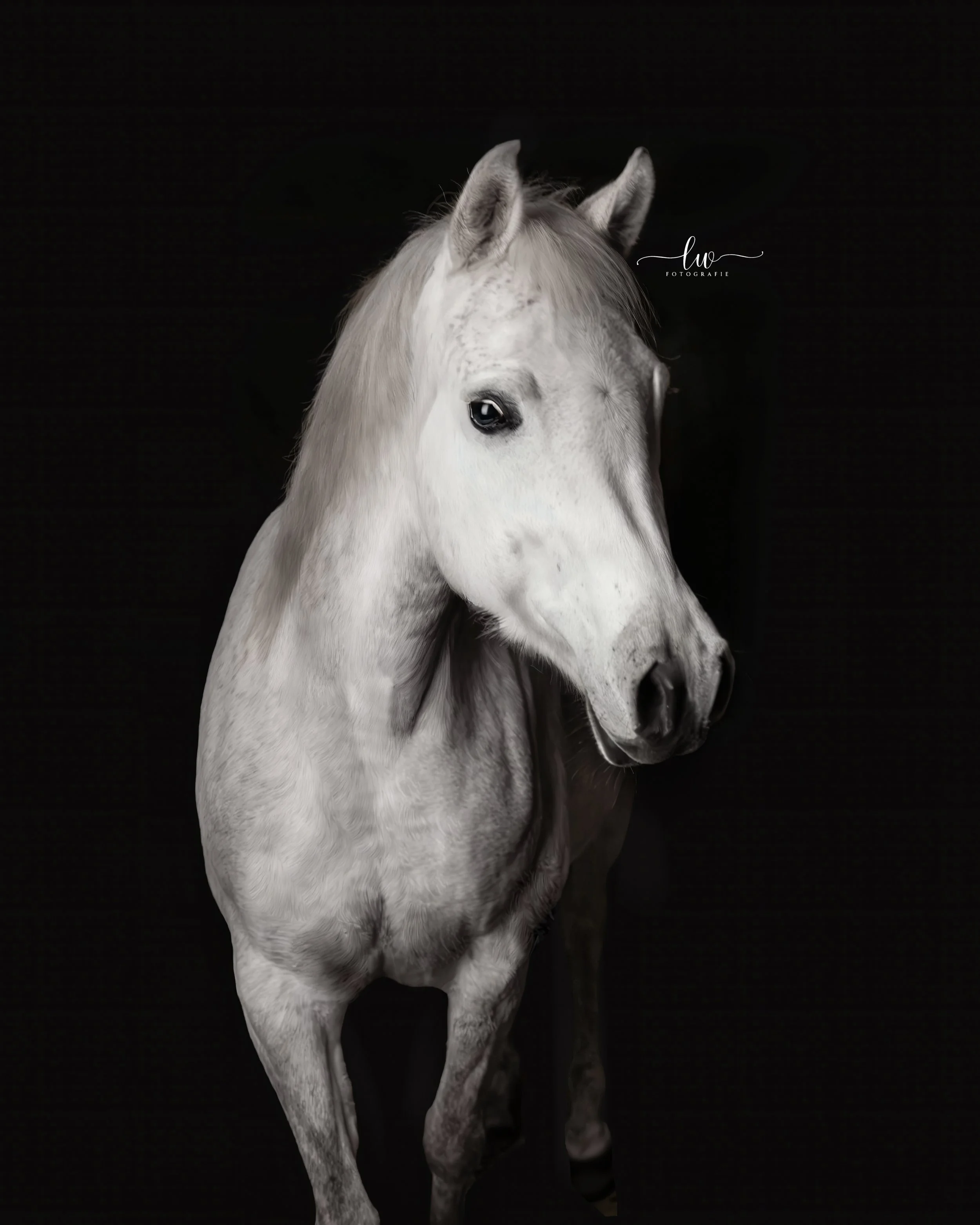 Ein weißer Pferdekörper und Kopf vor schwarz. Das Bild ist künstlerisch, Fokus auf Pferd. Lux Fotografie