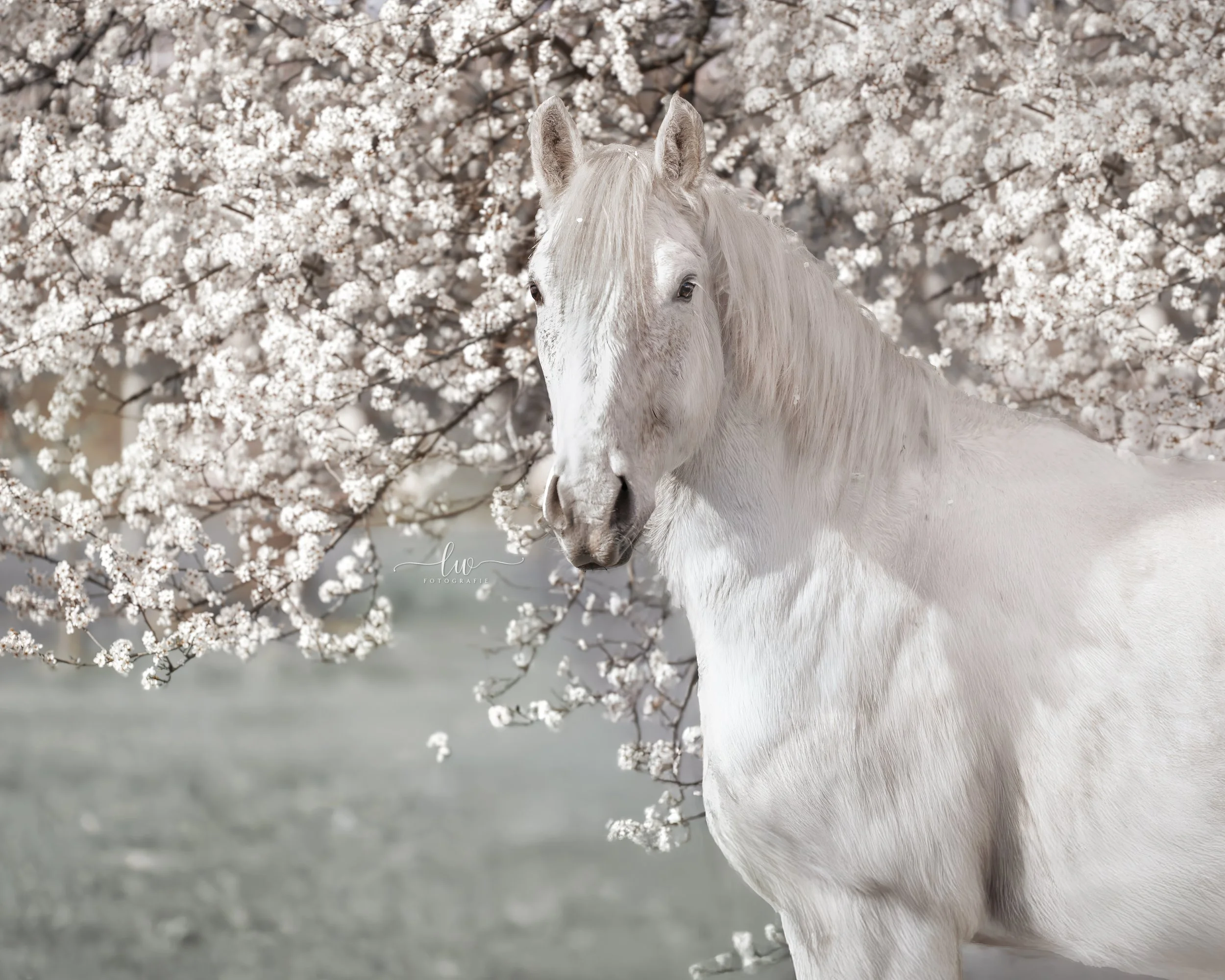 Ein weißes Pferd steht vor einem Baum mit blühenden weißen Kirschblüten im Frühling.