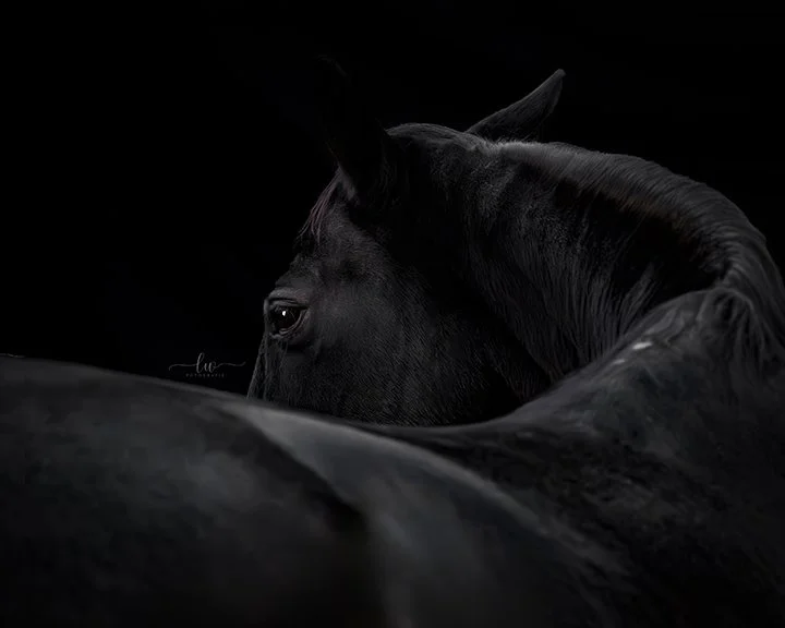 Ein schwarzes Pferd gegen schwarzen Hintergrund, nur der Kopf und ein Teil des Halses sichtbar, stimmungsvoller Schatteneffekt.