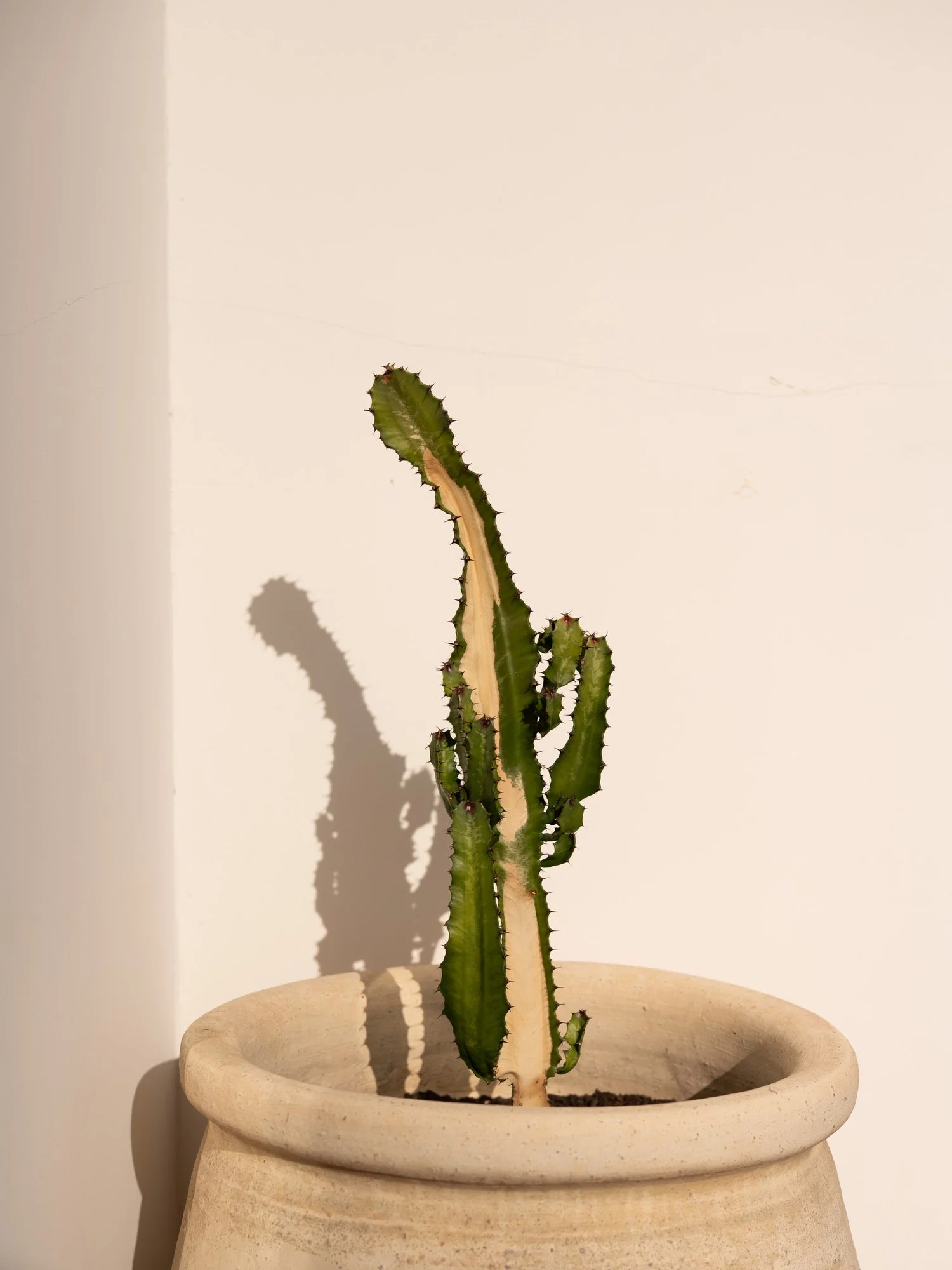 efigenio-studio-mag-0119.JPG