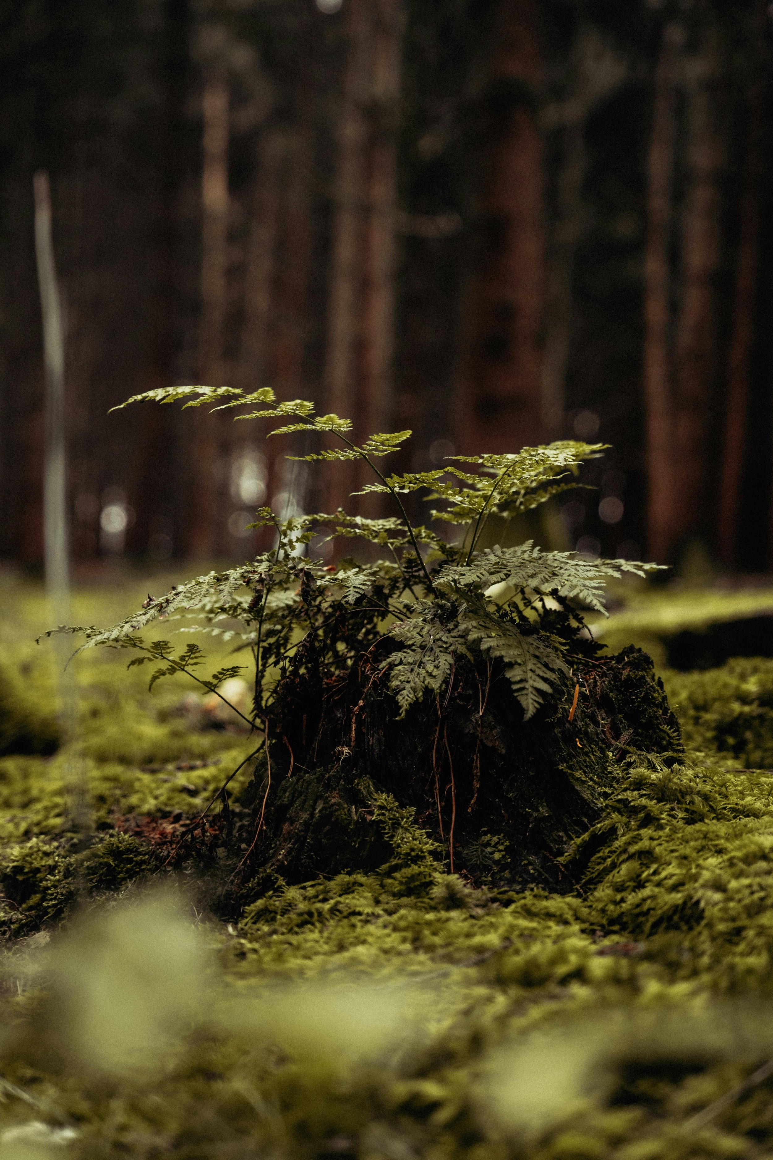 Serene Sunday - Rest & Reset Afternoon with Mara 