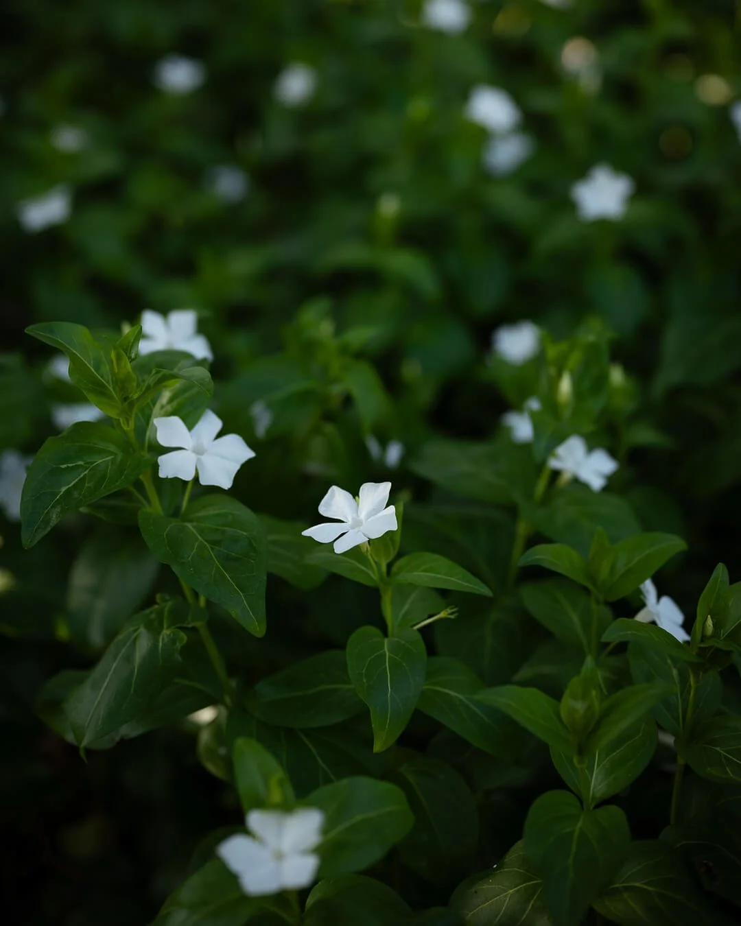 White flowers with green leaves growing wild in the Cornish countryside