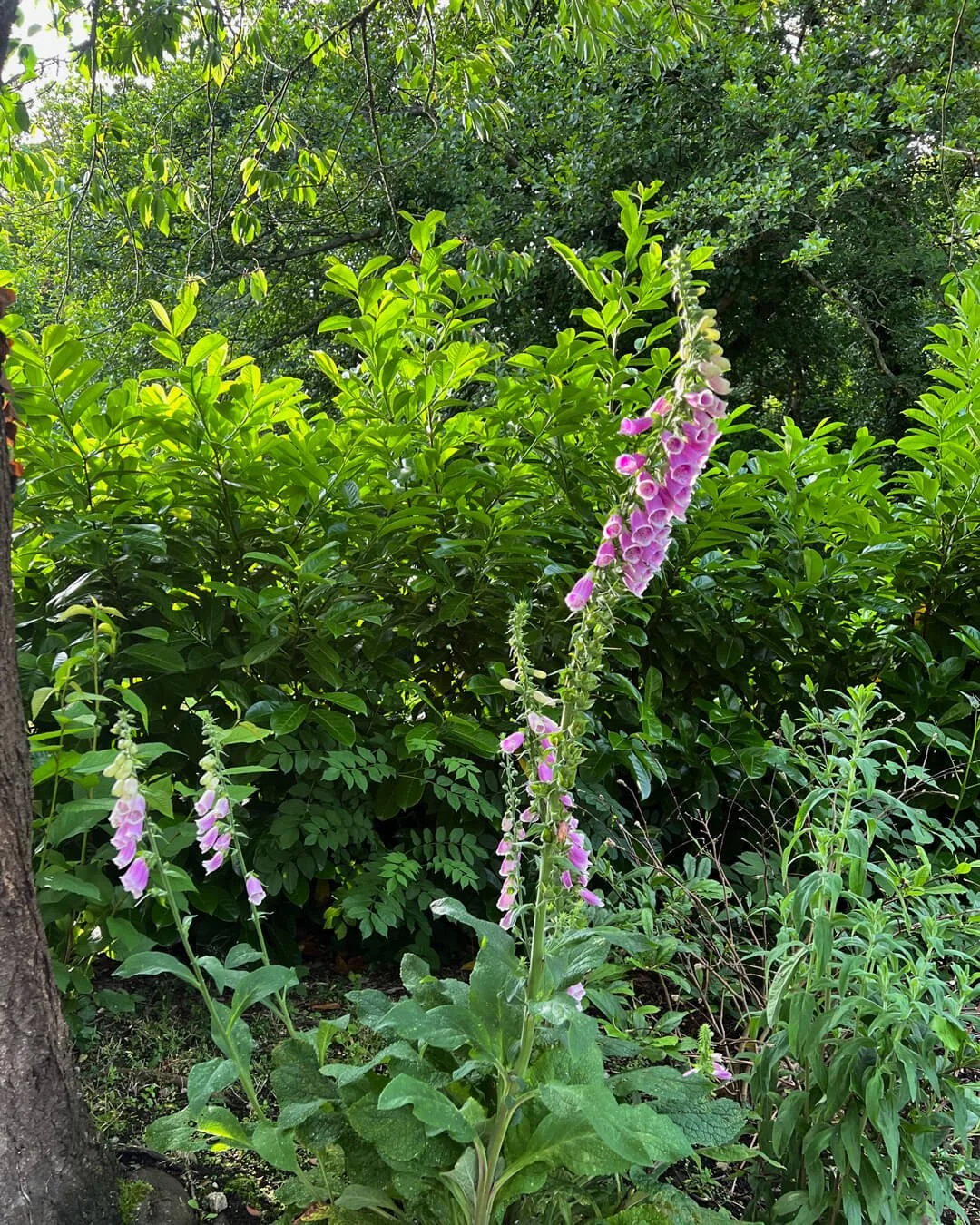 Pink foxglove plant surrounded by trees and shrubs