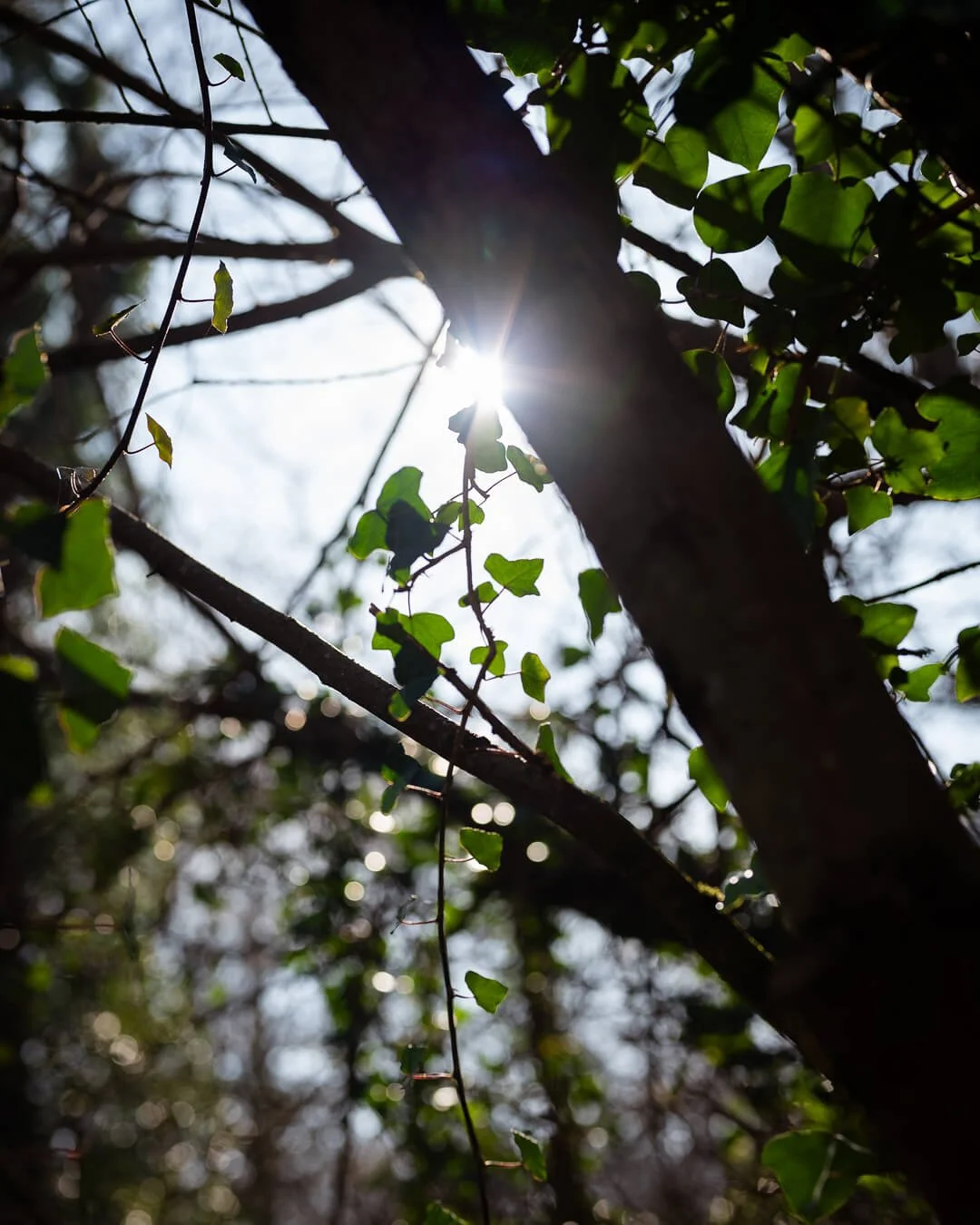 Sunlight shining through the leaves on a branch with ivy trailing down