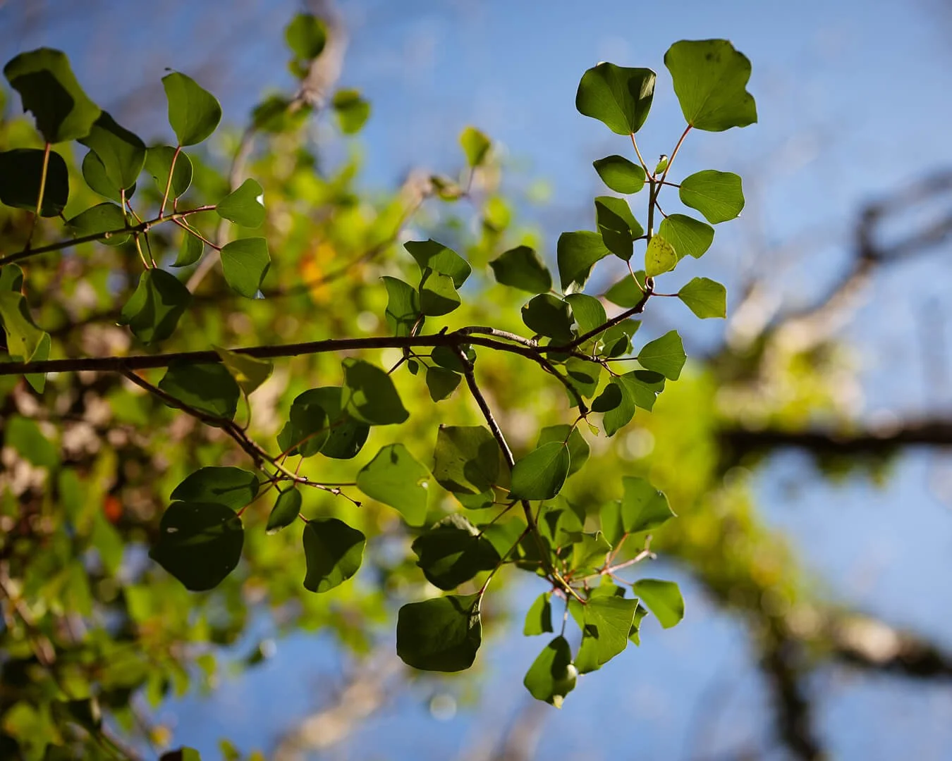 Green leaves on a tree branch and blue sky above