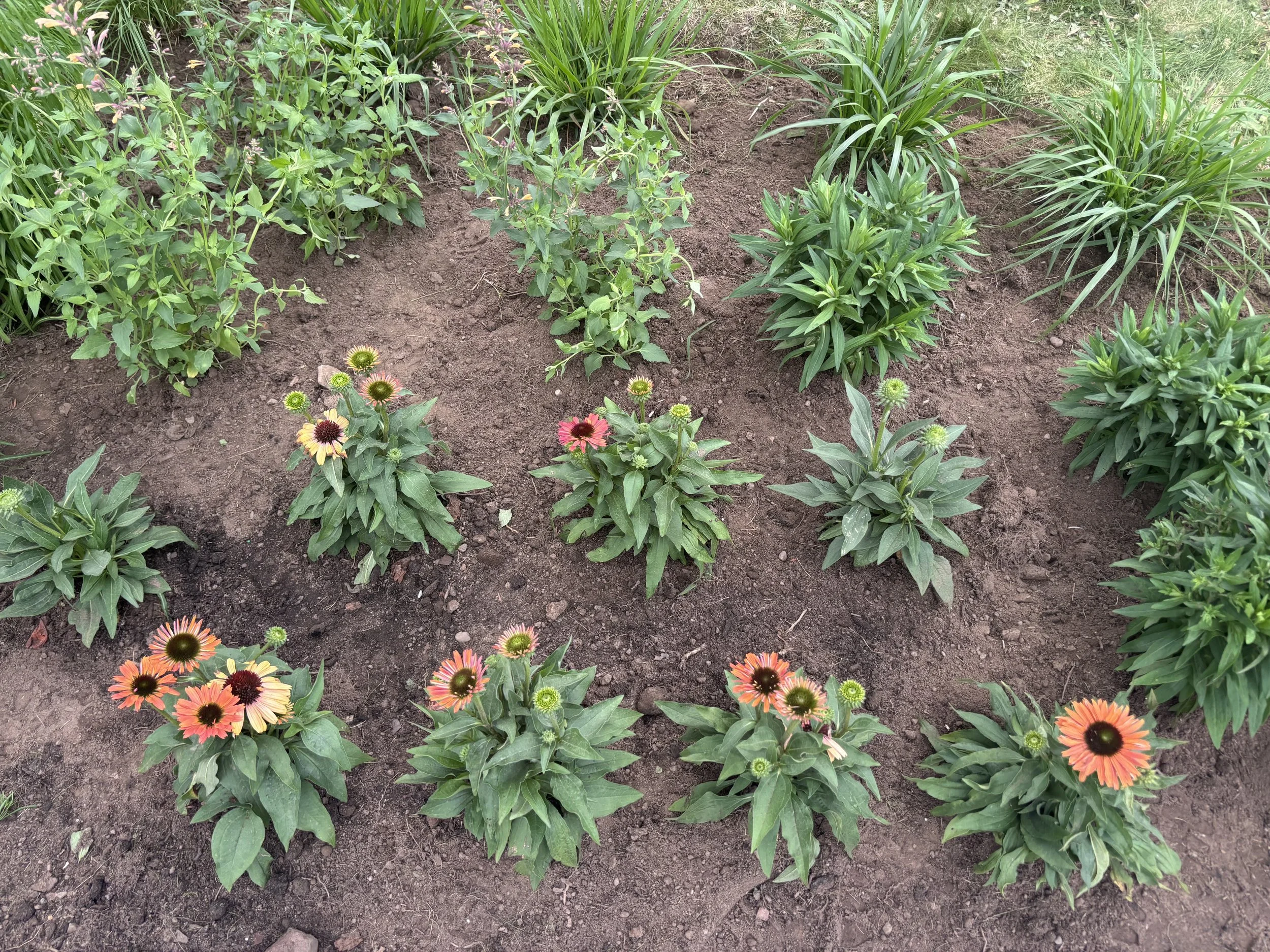 A High Line Inspired Pollinator Haven