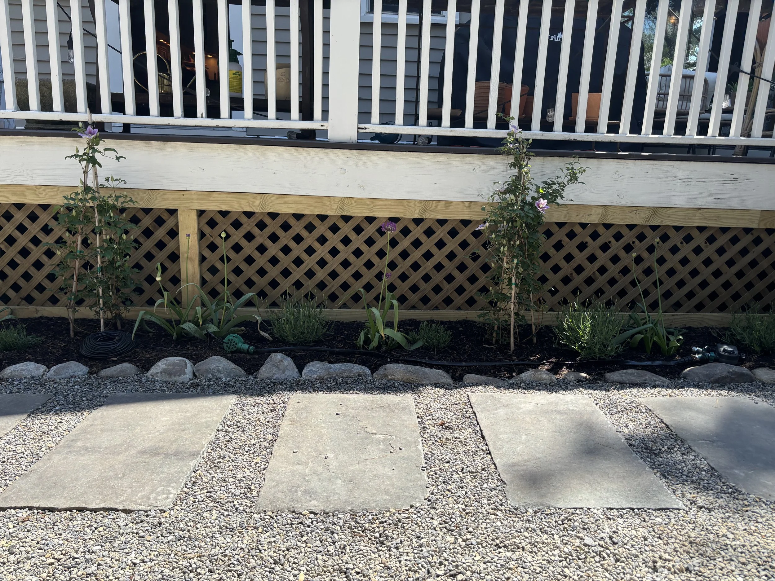 ALLIUMS, CLEMANTIS AND LAVENDER PATH