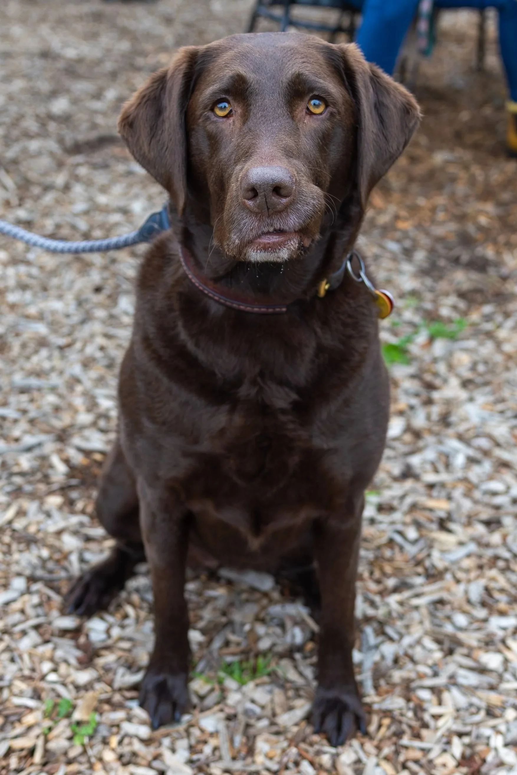 A brown dog with yellow eyes sitting outdoors on a gravel surface, looking directly at the camera.
