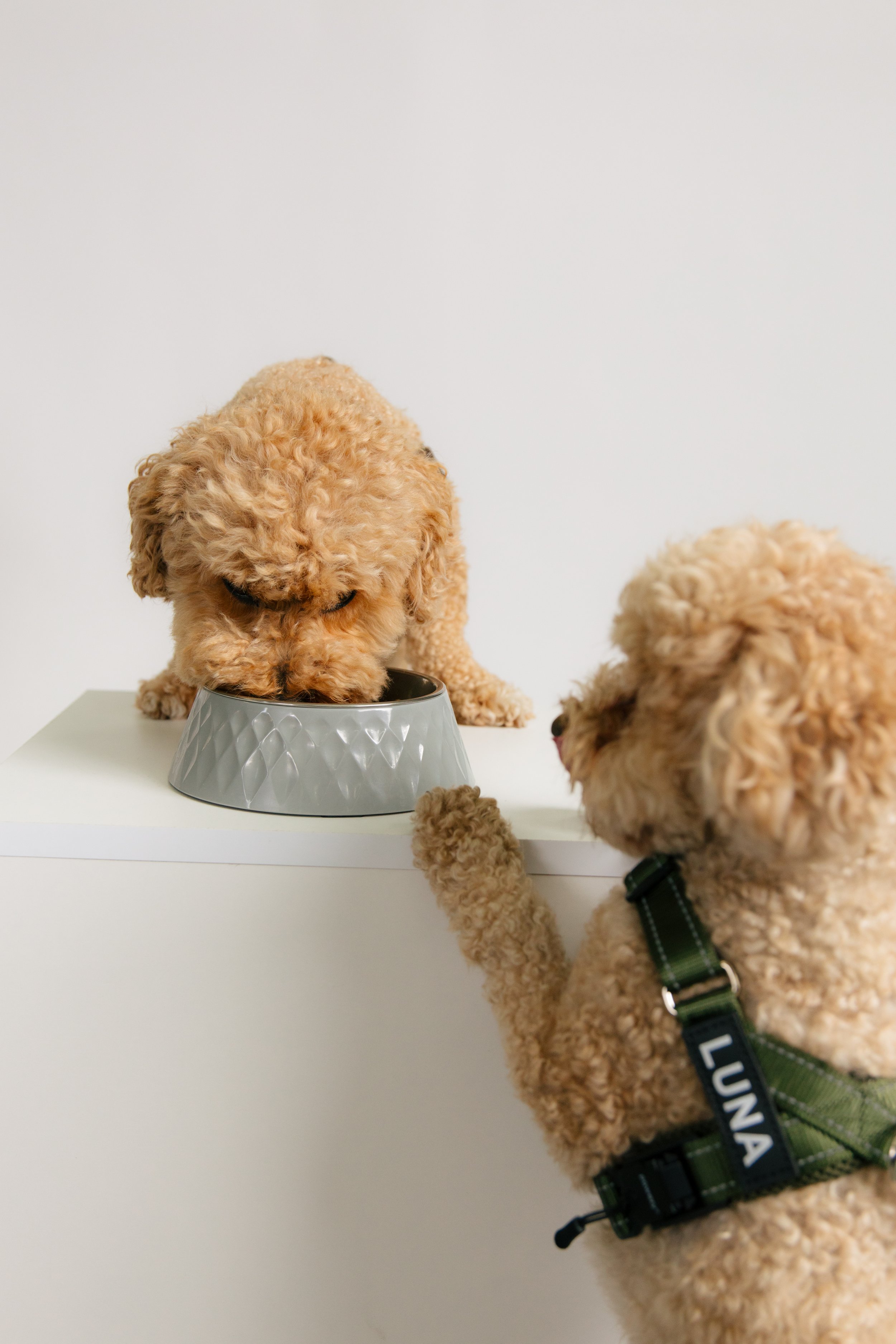 Two curly-haired puppies, one of them on a white surface with a gray food bowl, the other standing and reaching toward the bowl, with a black collar that says 'LUNA'.