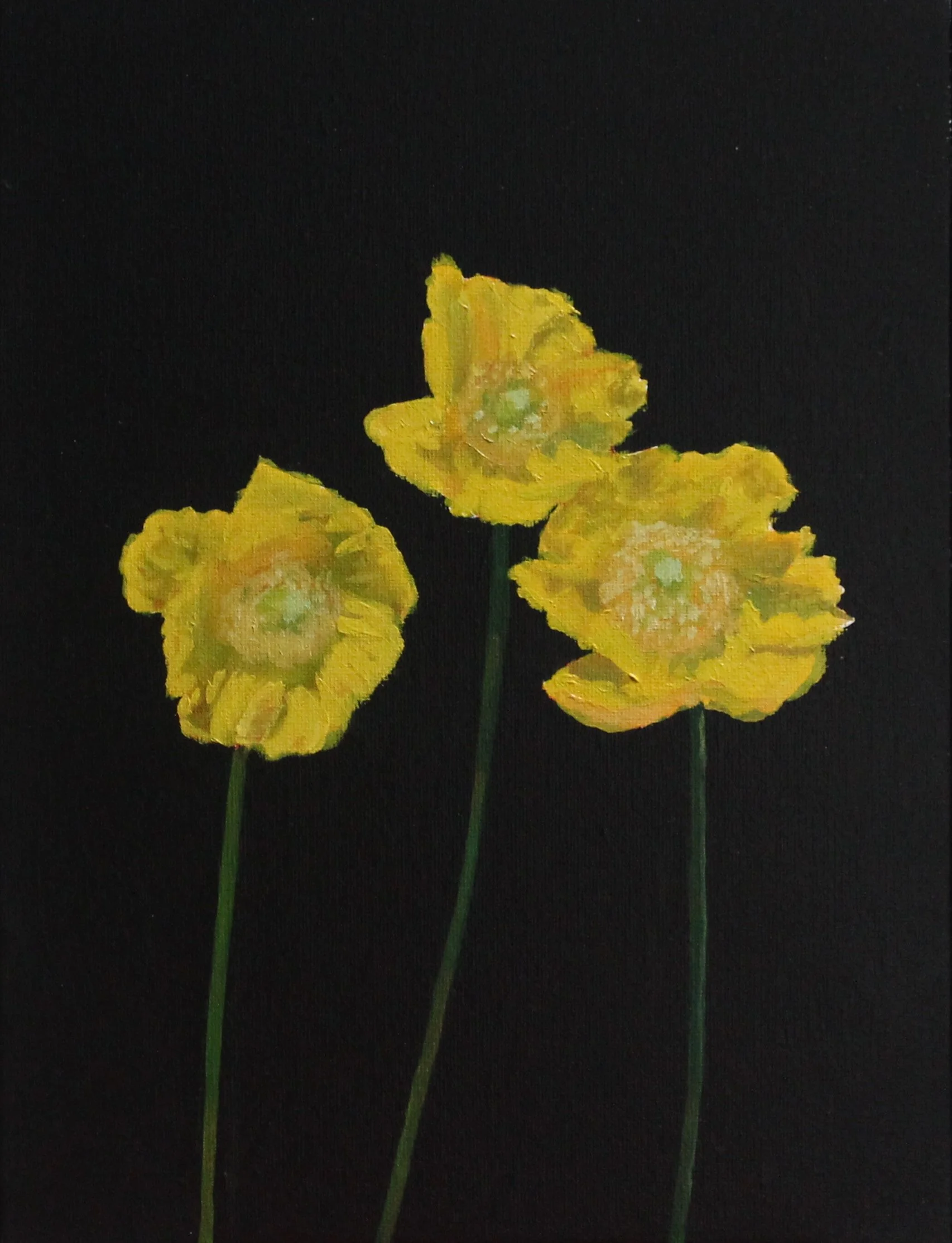 'Papaver Cambricum' 2025