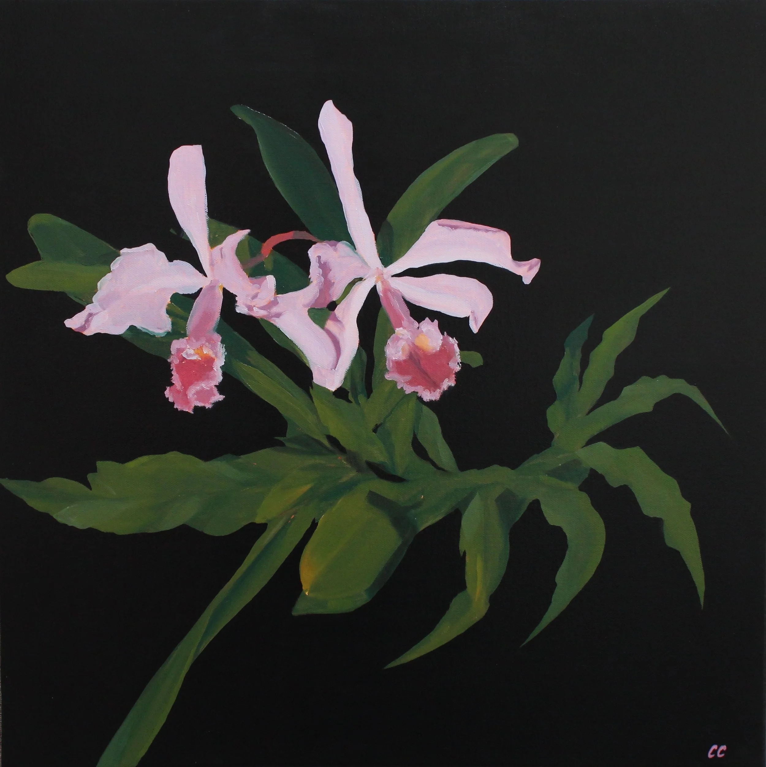 'Cattleya Labiata' 2025