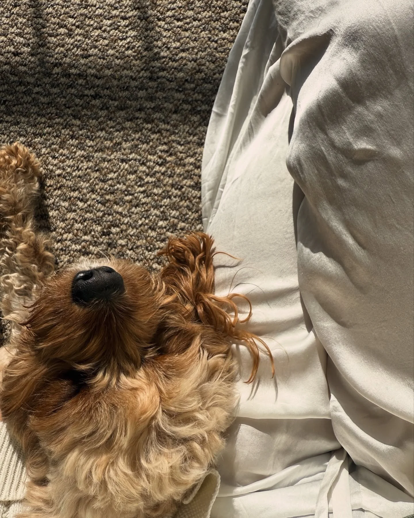 October glimmers &amp; regulation 🧡

1. Natural fibers and the warmth of the autumn sun. 100% silk loungies? Yes, please.

2. Meeting and connecting with amazing, inspiring longevity ladies IRL. @kaylabarnes 

3. Seeing clear autumn sunrises for cir