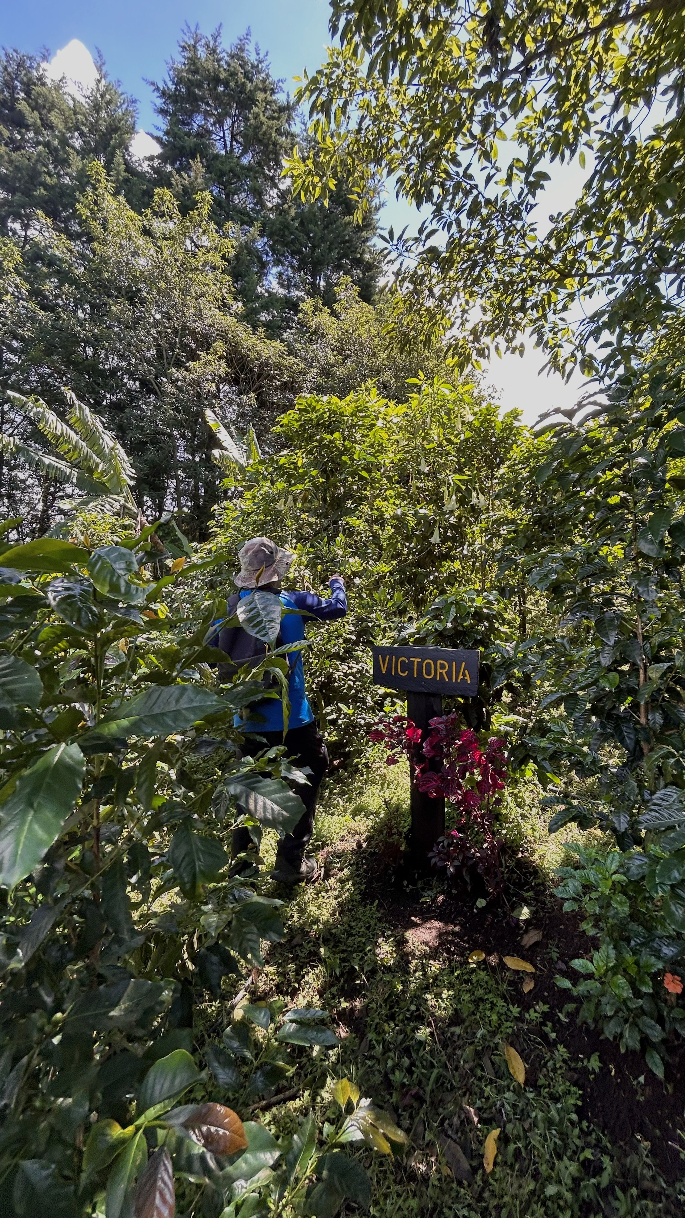 Exploring Coffee by foot. Naranjo, Costa Rica (2023)