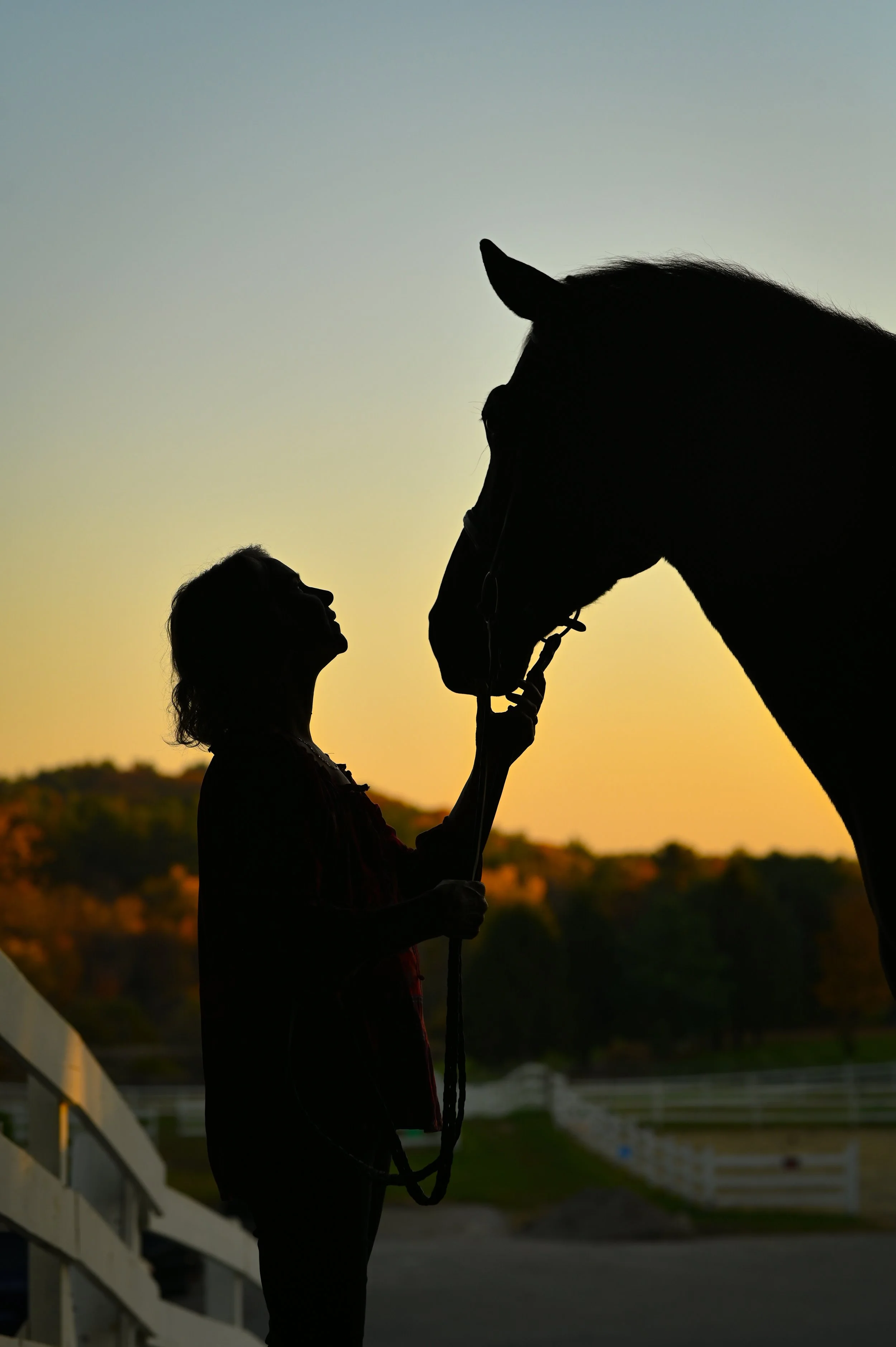 HORSE STORIES: Conversations about Whole Horse Care &amp; Connection