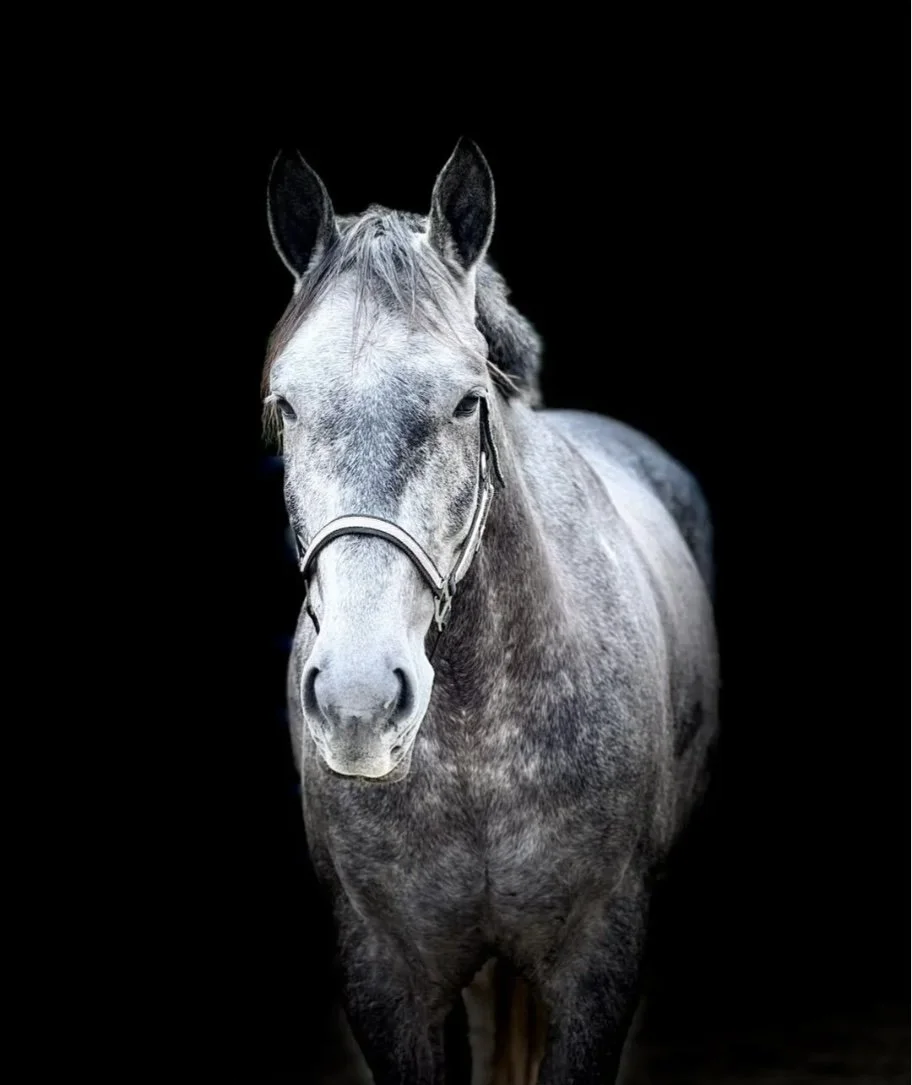 Level 2: Equine Connection