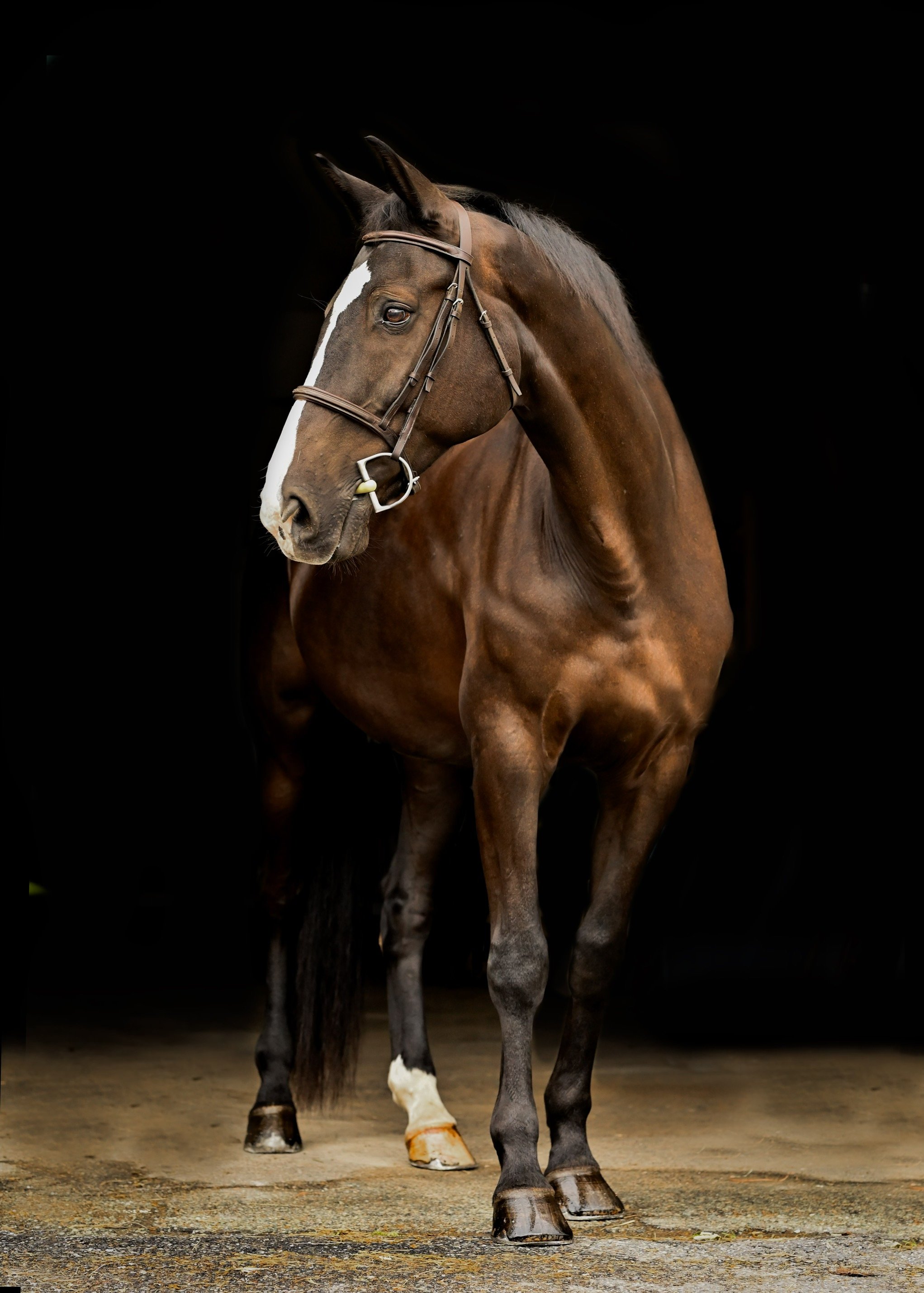 Level 2: Equine Connection
