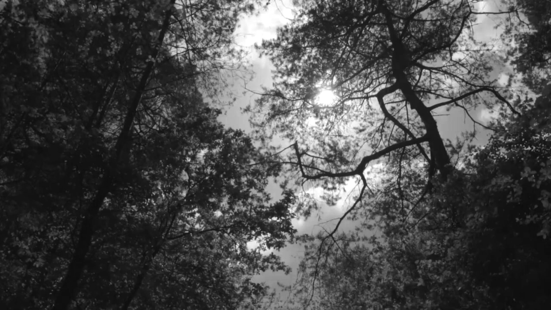 Untitled design (7).png