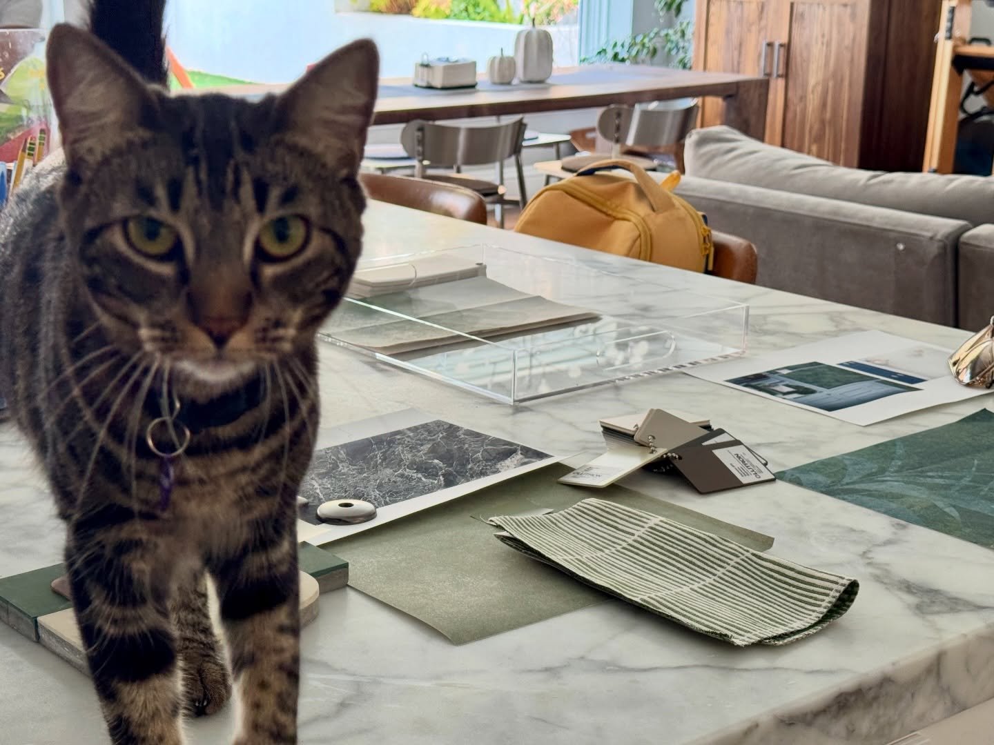 Had some extra help in choosing selections at one of our SF projects today! 🐱❤️

#cat #interiordesign
