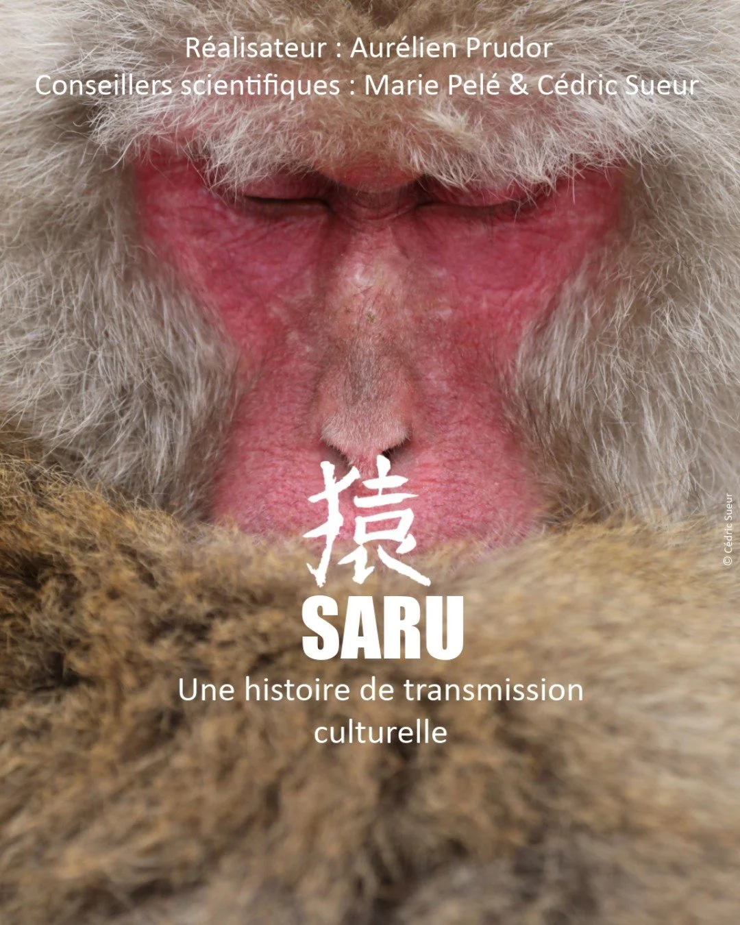 📖 𝗘́𝗩𝗘́𝗡𝗘𝗠𝗘𝗡𝗧 #FDL2026 : 𝗣𝗥𝗢𝗝𝗘𝗖𝗧𝗜𝗢𝗡 𝗥𝗘𝗡𝗖𝗢𝗡𝗧𝗥𝗘 | 𝗦𝗔𝗥𝗨, 𝗨𝗡𝗘 𝗛𝗜𝗦𝗧𝗢𝗜𝗥𝗘 𝗗𝗘 𝗧𝗥𝗔𝗡𝗦𝗠𝗜𝗦𝗦𝗜𝗢𝗡 𝗖𝗨𝗟𝗧𝗨𝗥𝗘𝗟𝗟𝗘 🧡
🐒 Peut-on observer des ph&eacute;nom&egrave;nes de culture et d'apprentissage cultur