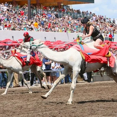 Unicorn and Llama Races