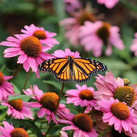 Planting for Pollinators