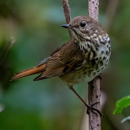 Buckthorn Work in the Bird Sanctuary
