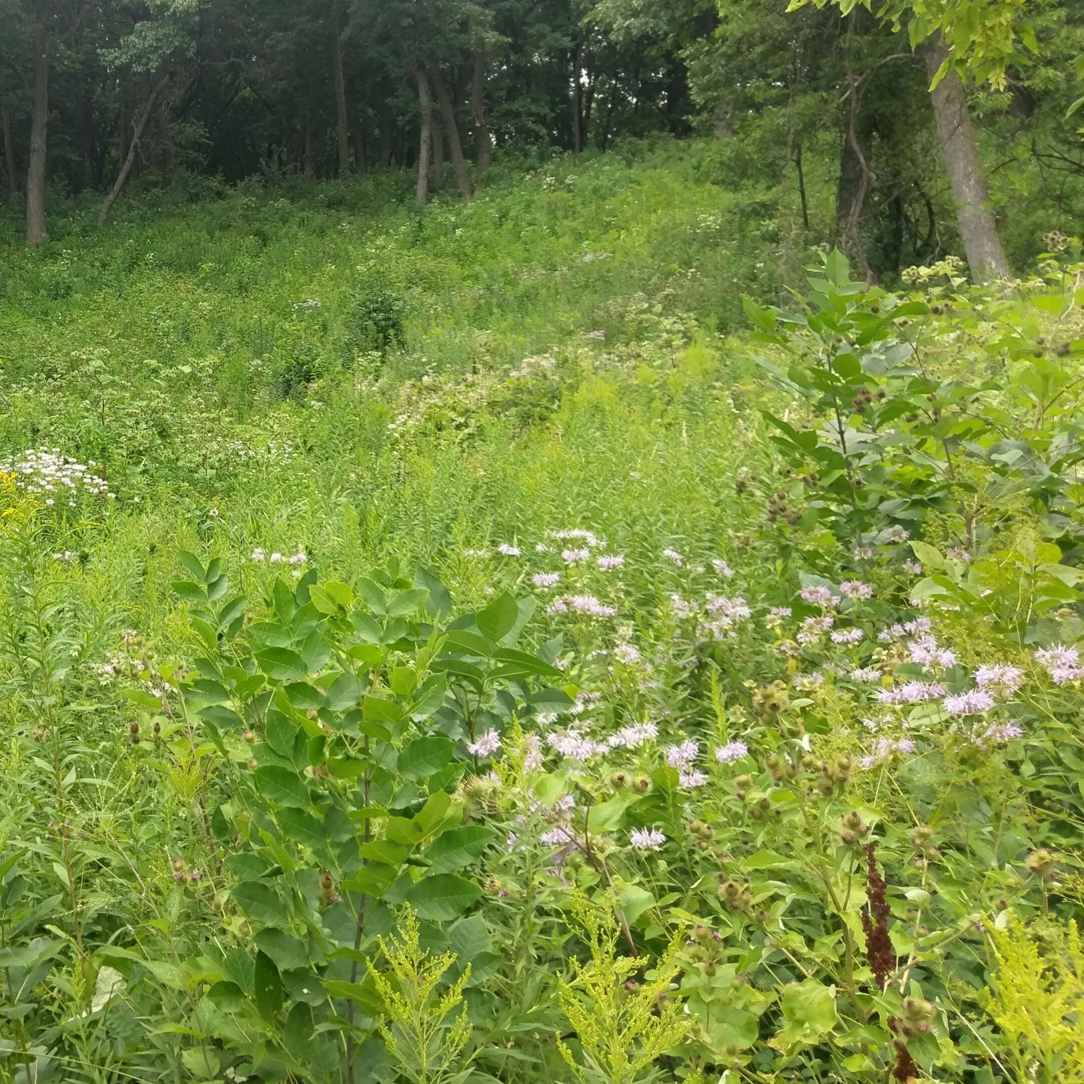 Meadowmakers