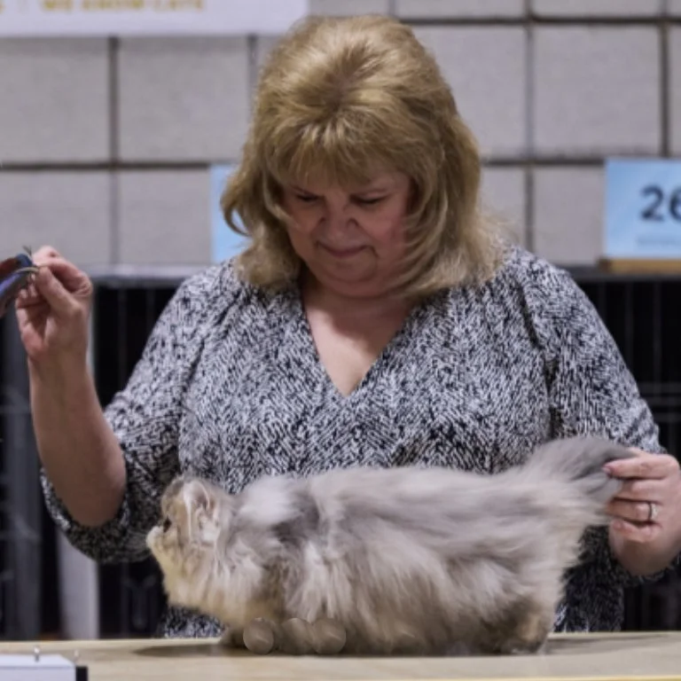 Twin City Cat Fanciers 93rd Annual CFA Cat Show