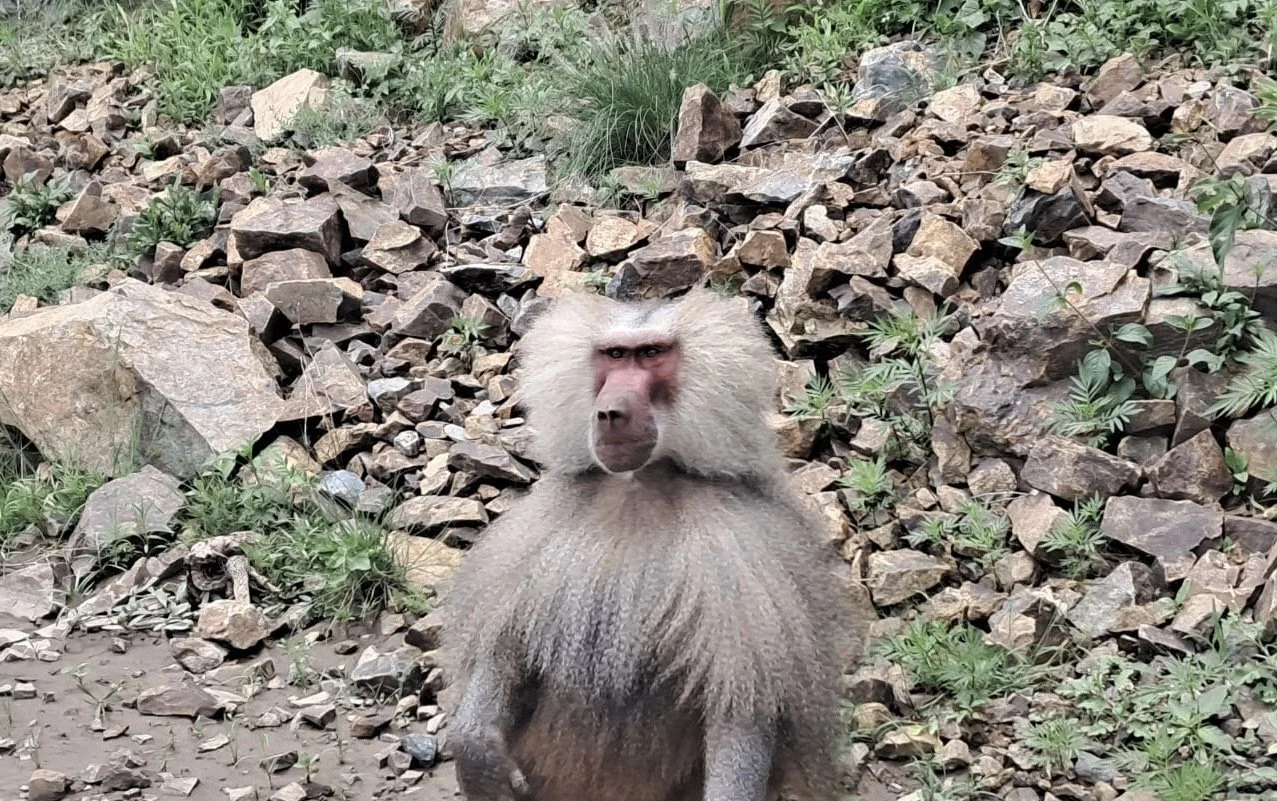 Monkey in Keren-Barentu Tours.jpg