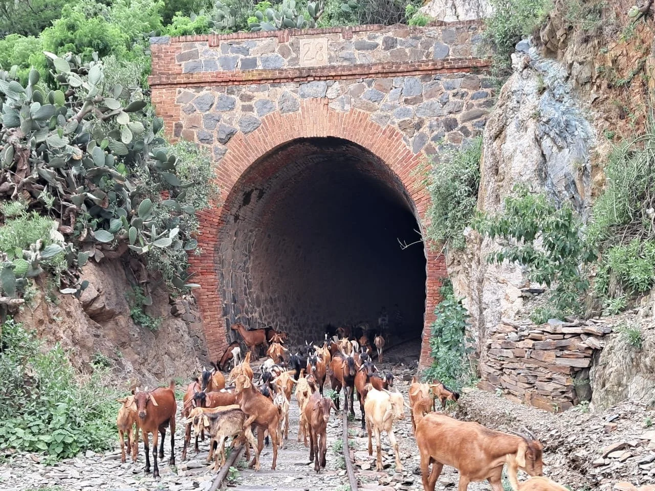 Goats in Keren-Barentu Tours.JPG