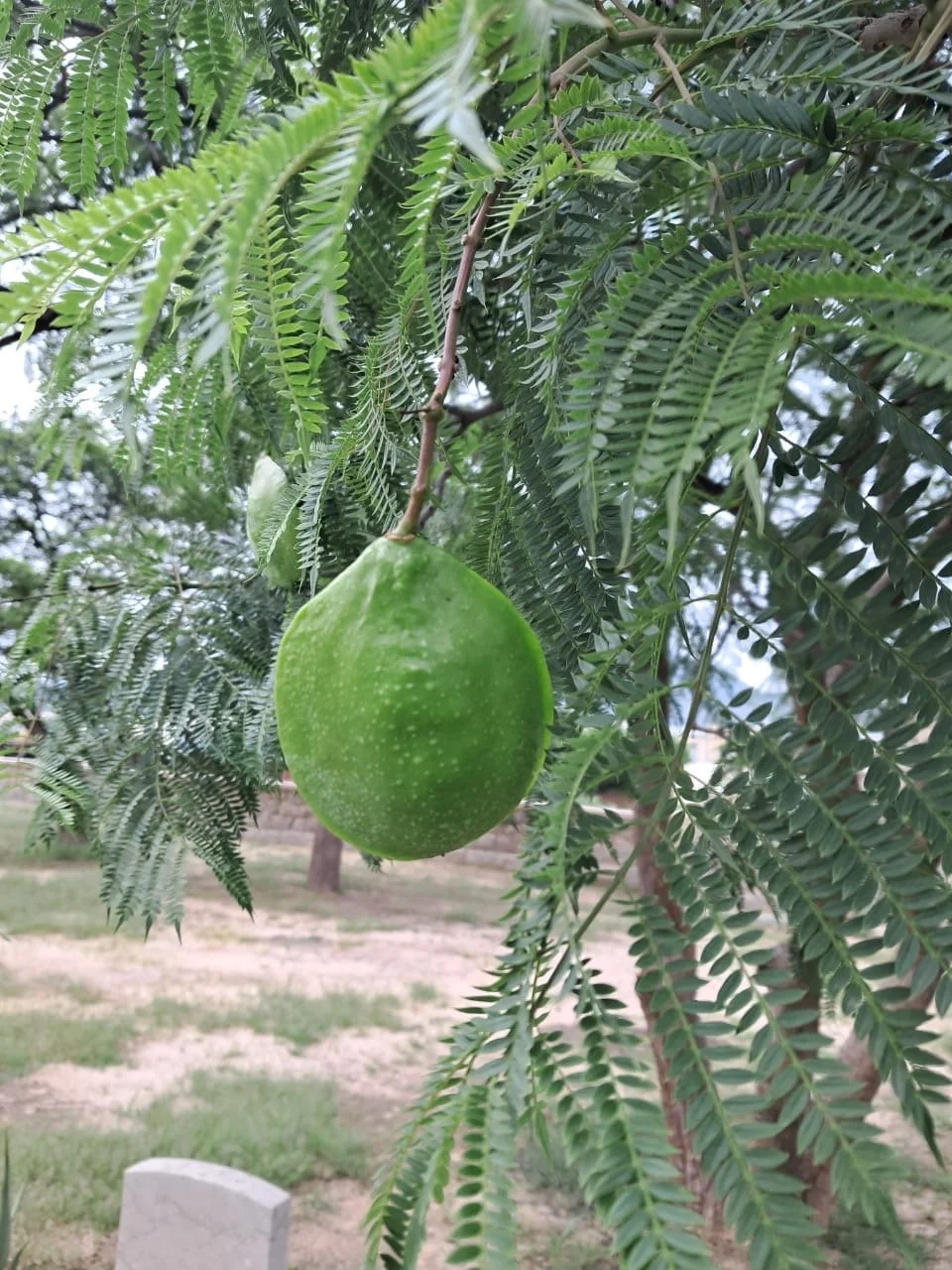 Avocado Tree in Keren-Barentu Tours.JPG