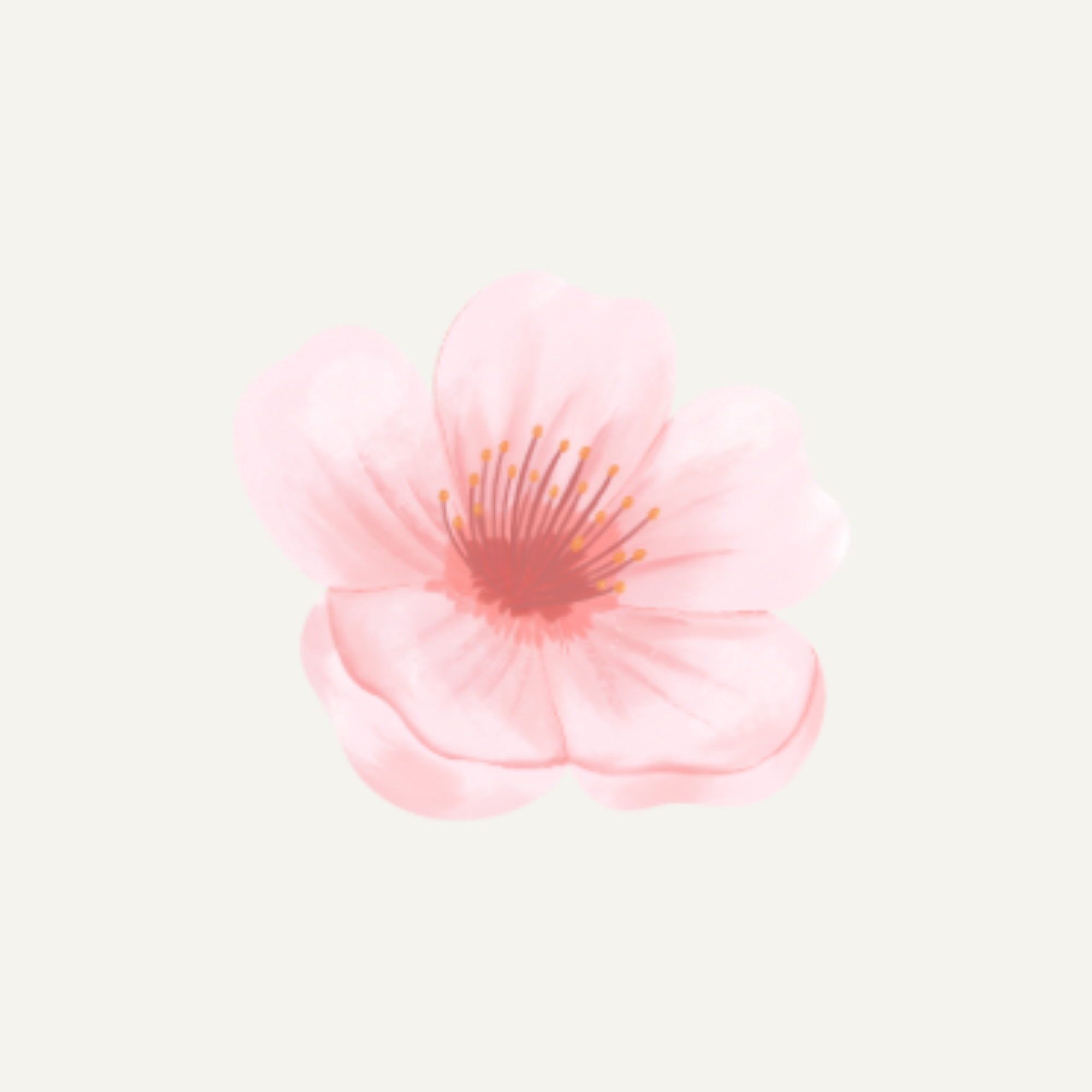 cherry blossom .png
