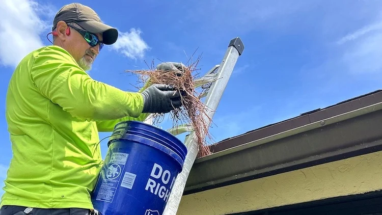 Gutter cleaning service removing leaves and debris from gutters