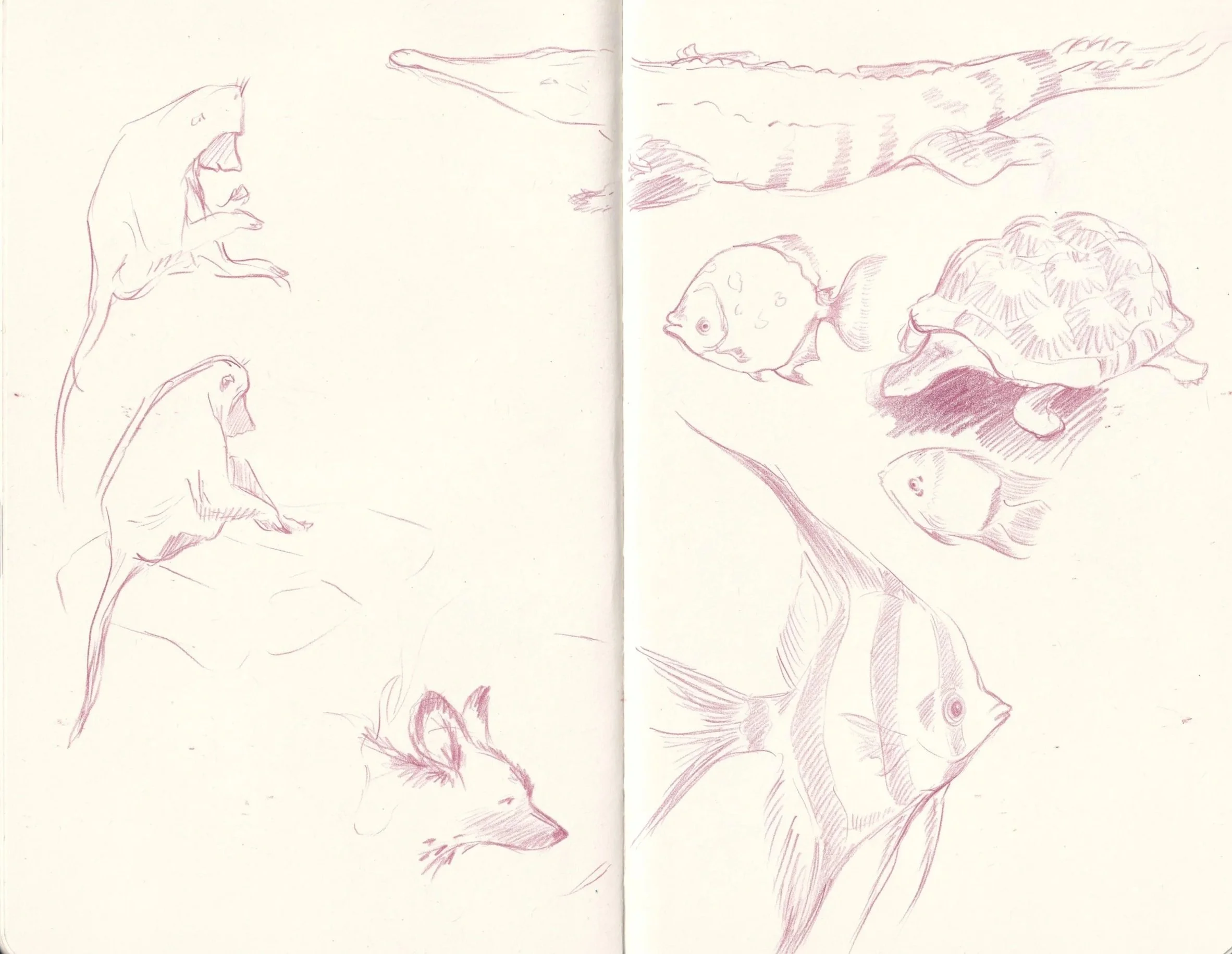 zoo animals sketches