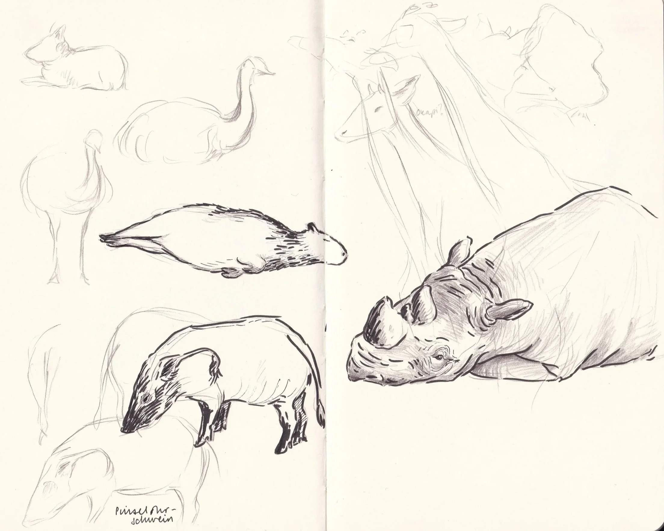 zoo animals sketches