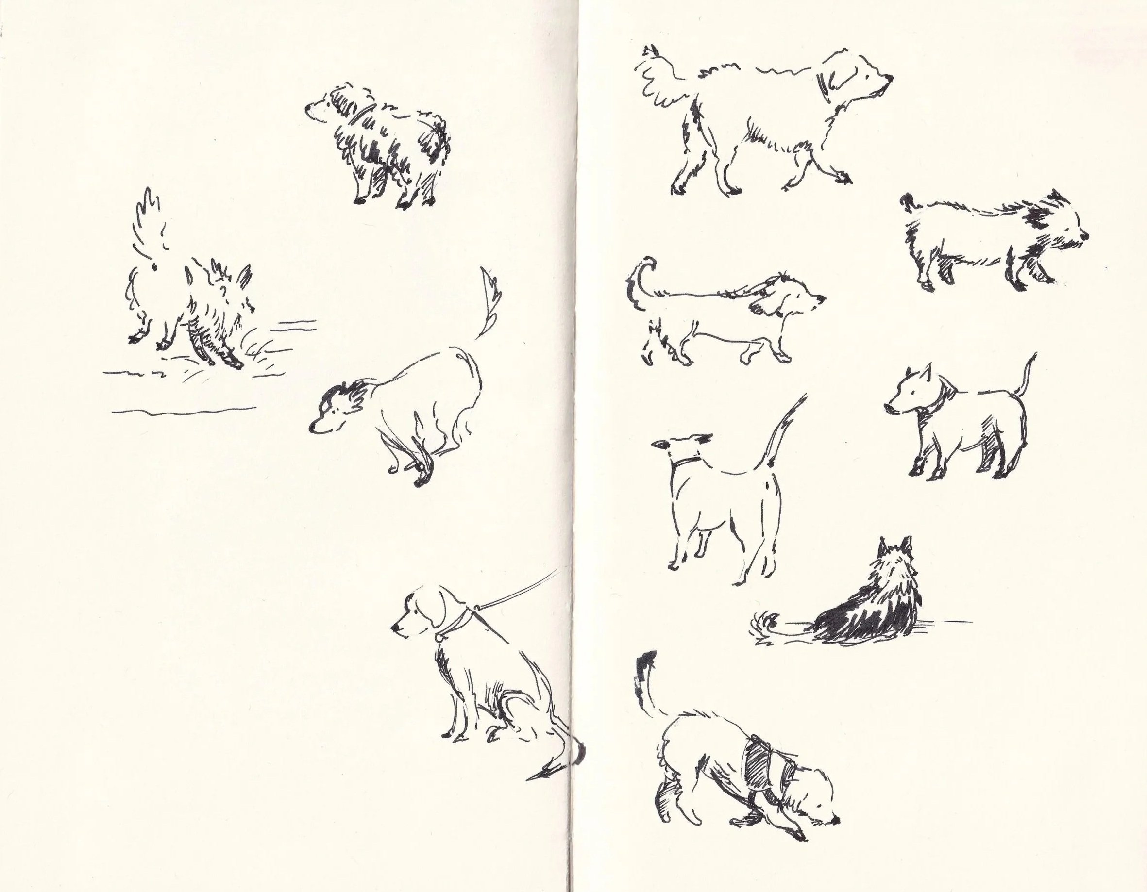 dogs sketches