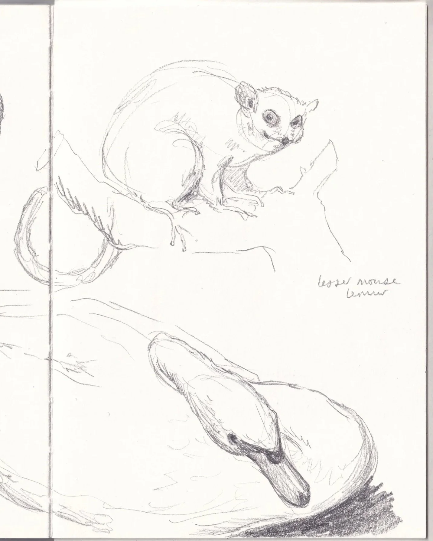pencil drawings of animals in sketchbook