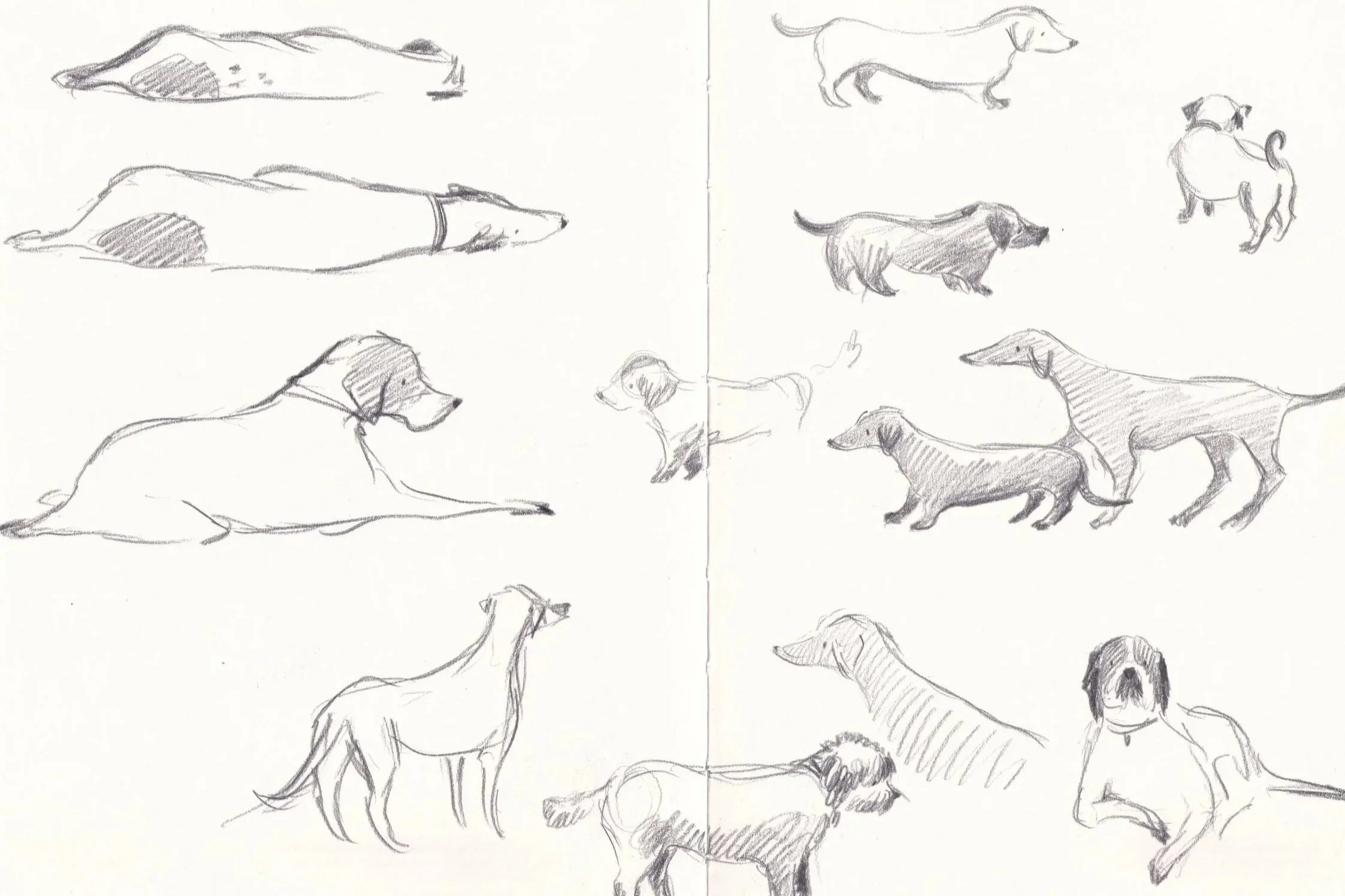 dogs sketches